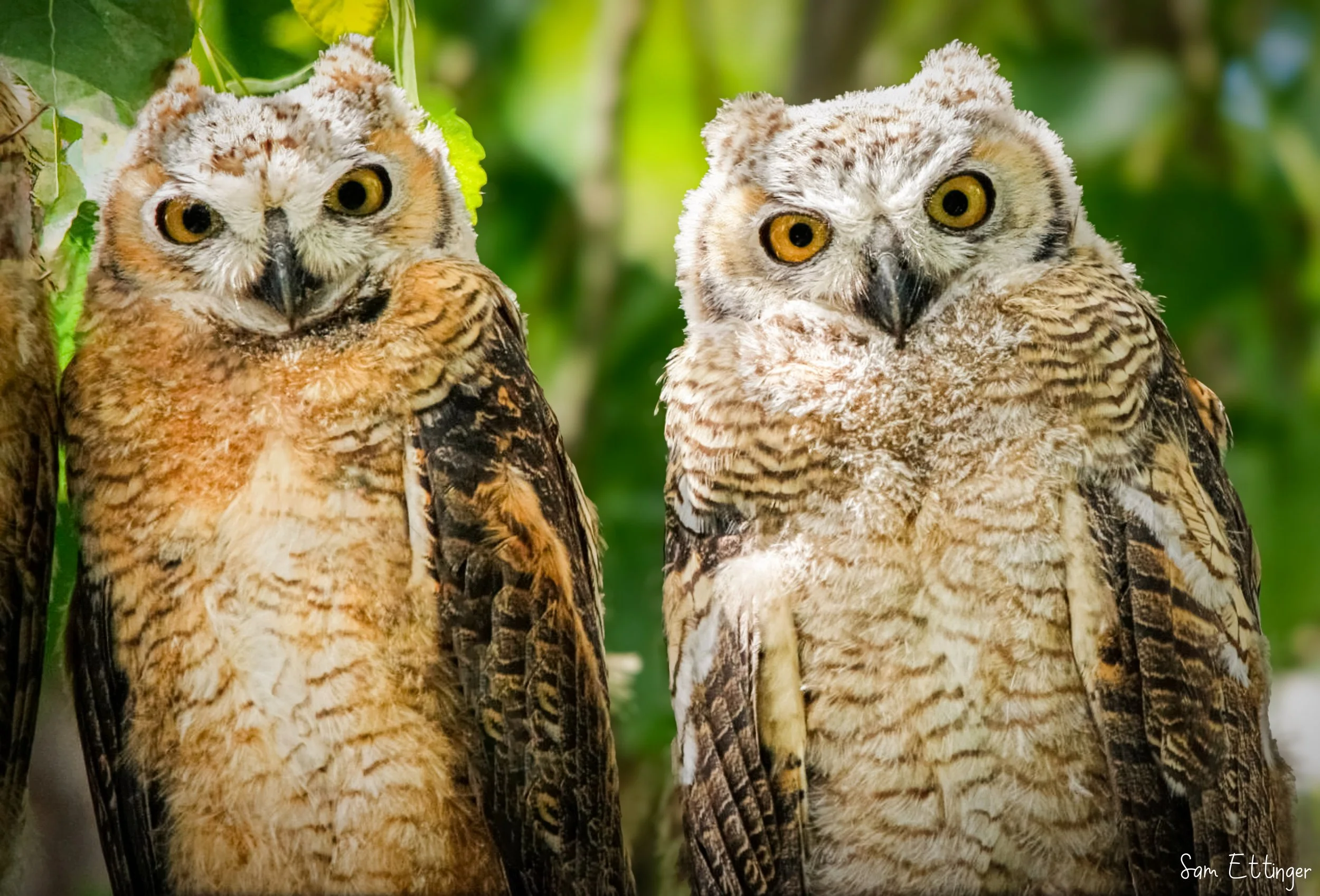 Owl Chicks 1   .jpg