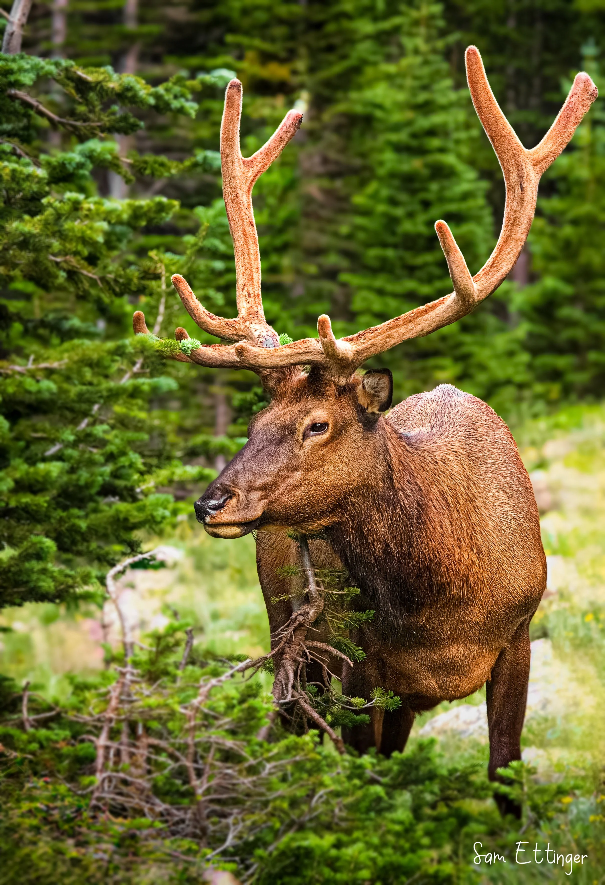 Bull Elk Stunning .jpg
