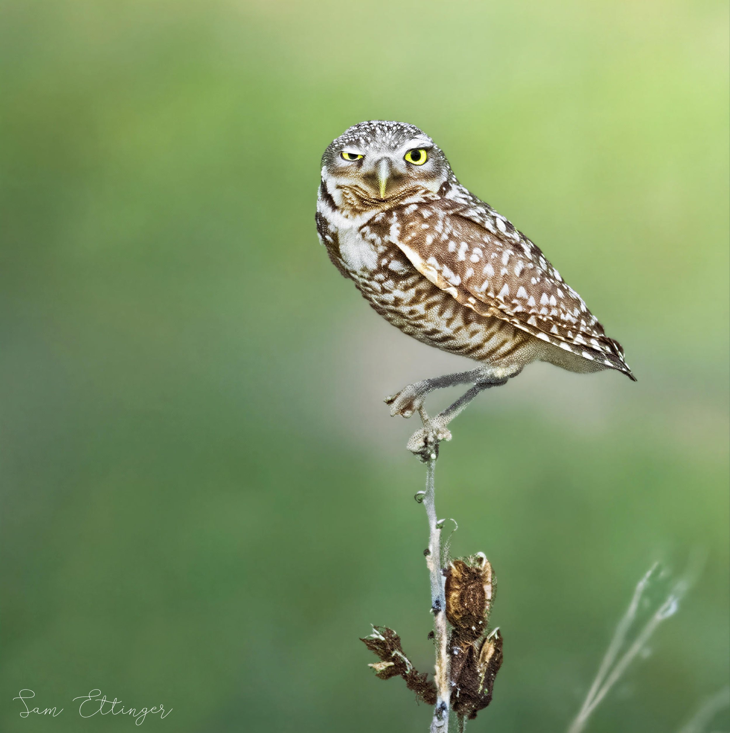 Best Burrowing Owl.jpg