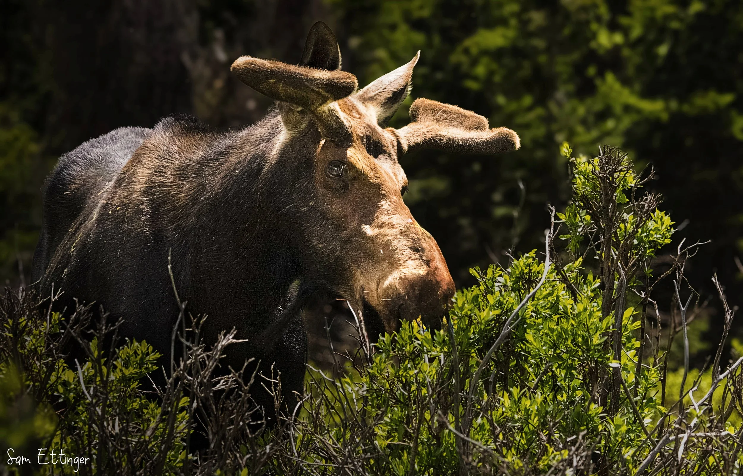 Stunning Moose 1 .jpg