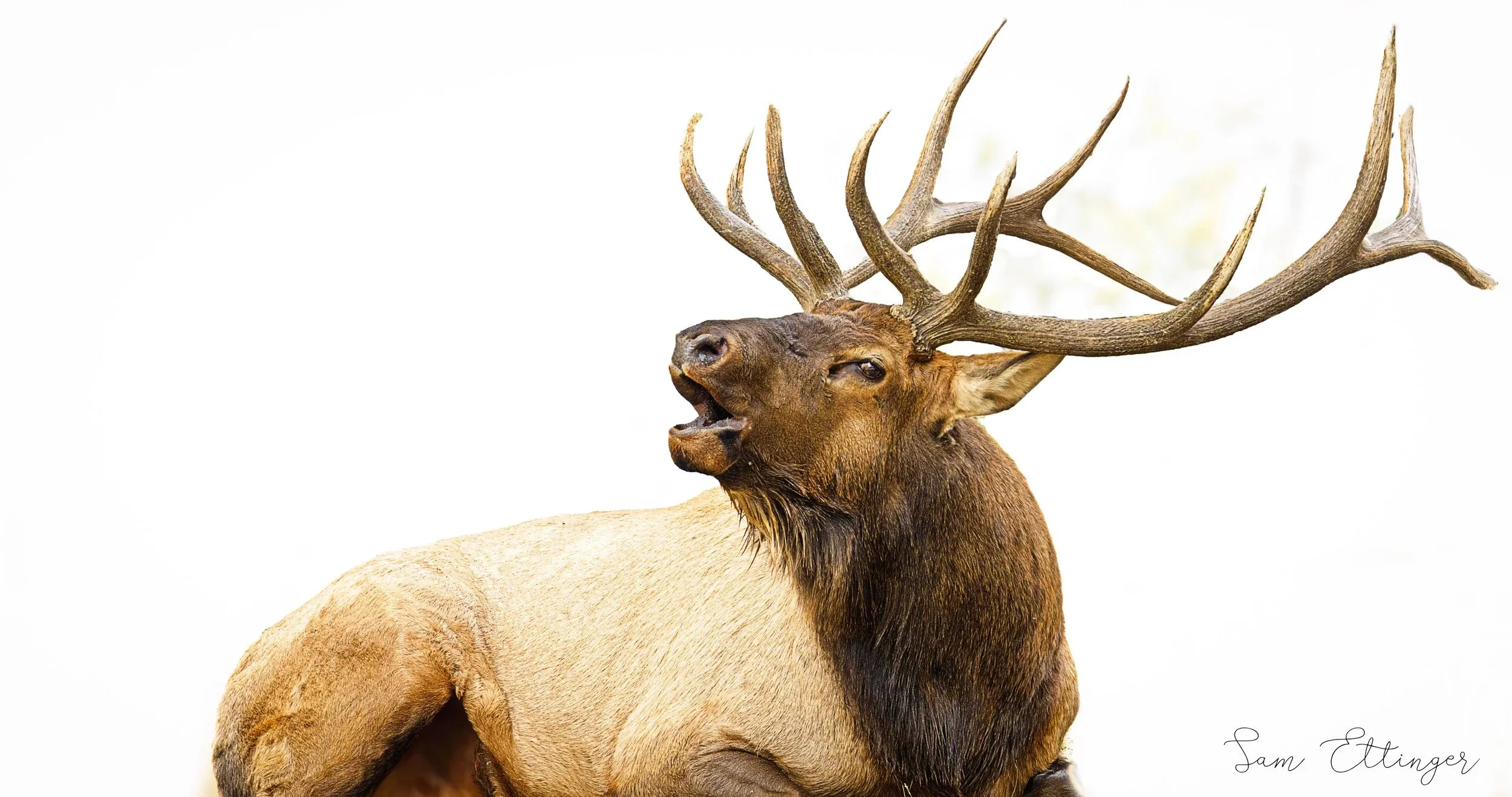 Beautiful Elk .jpg