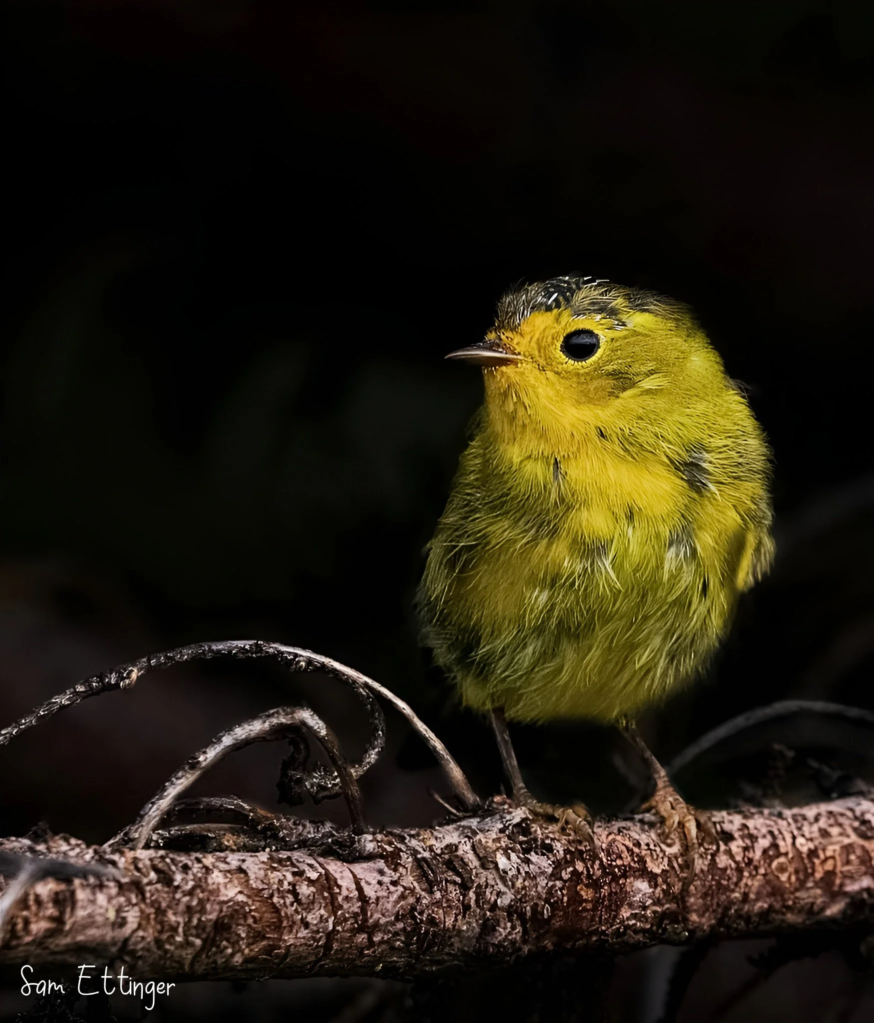 Amazing Walbler     1 .jpg
