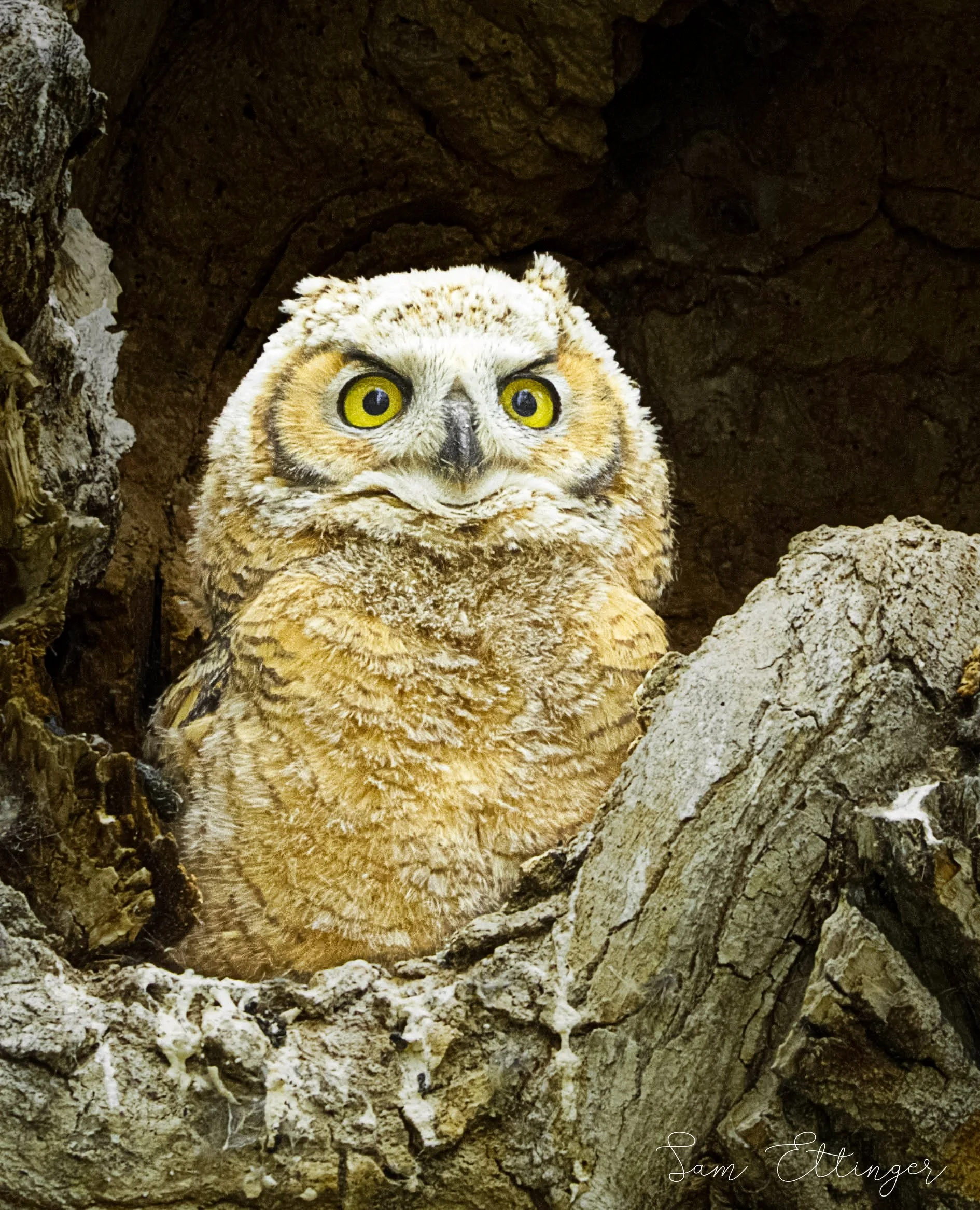 Beautiful cute owl1.jpg