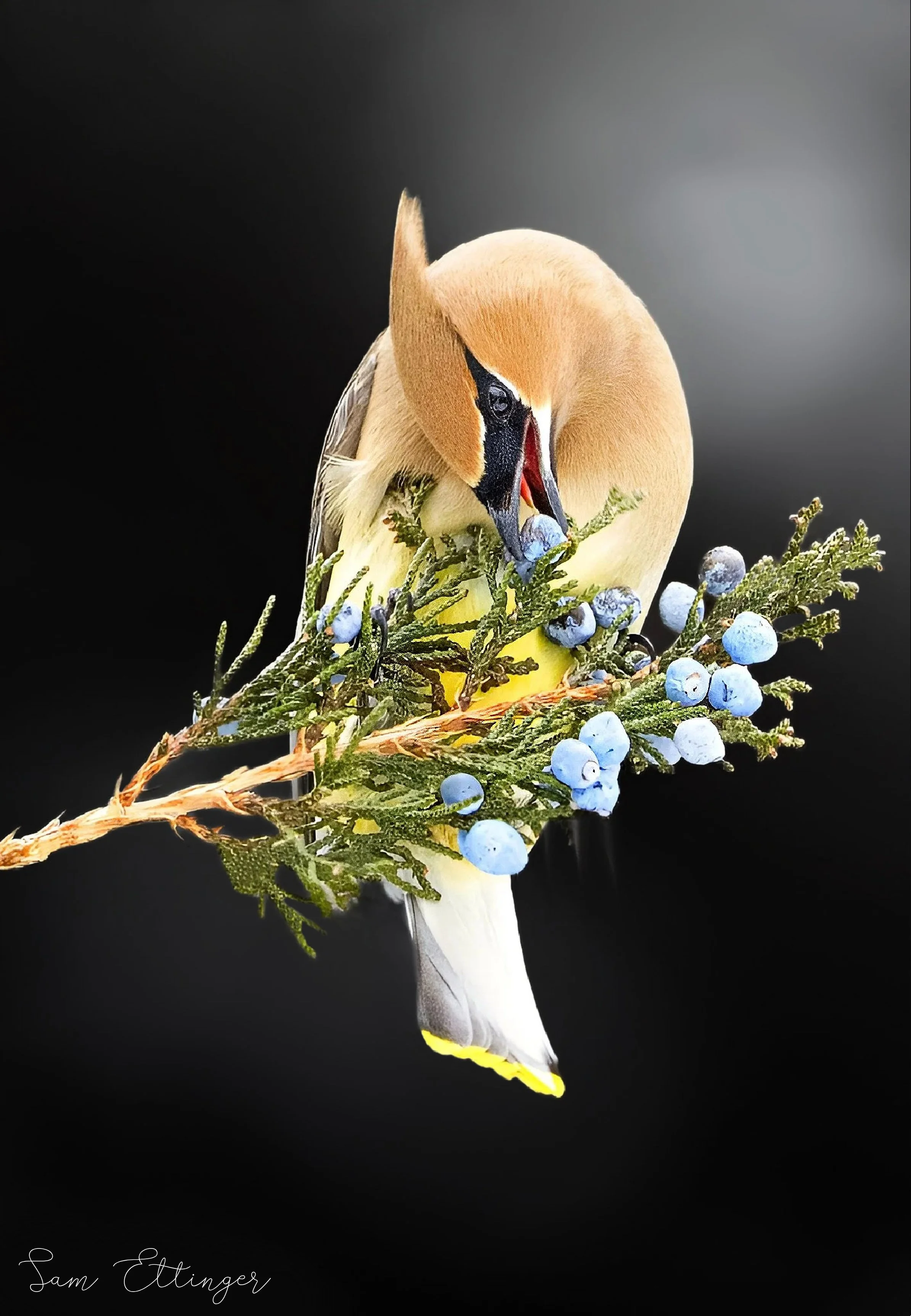 Cedar Waxwing For Contest1.jpg