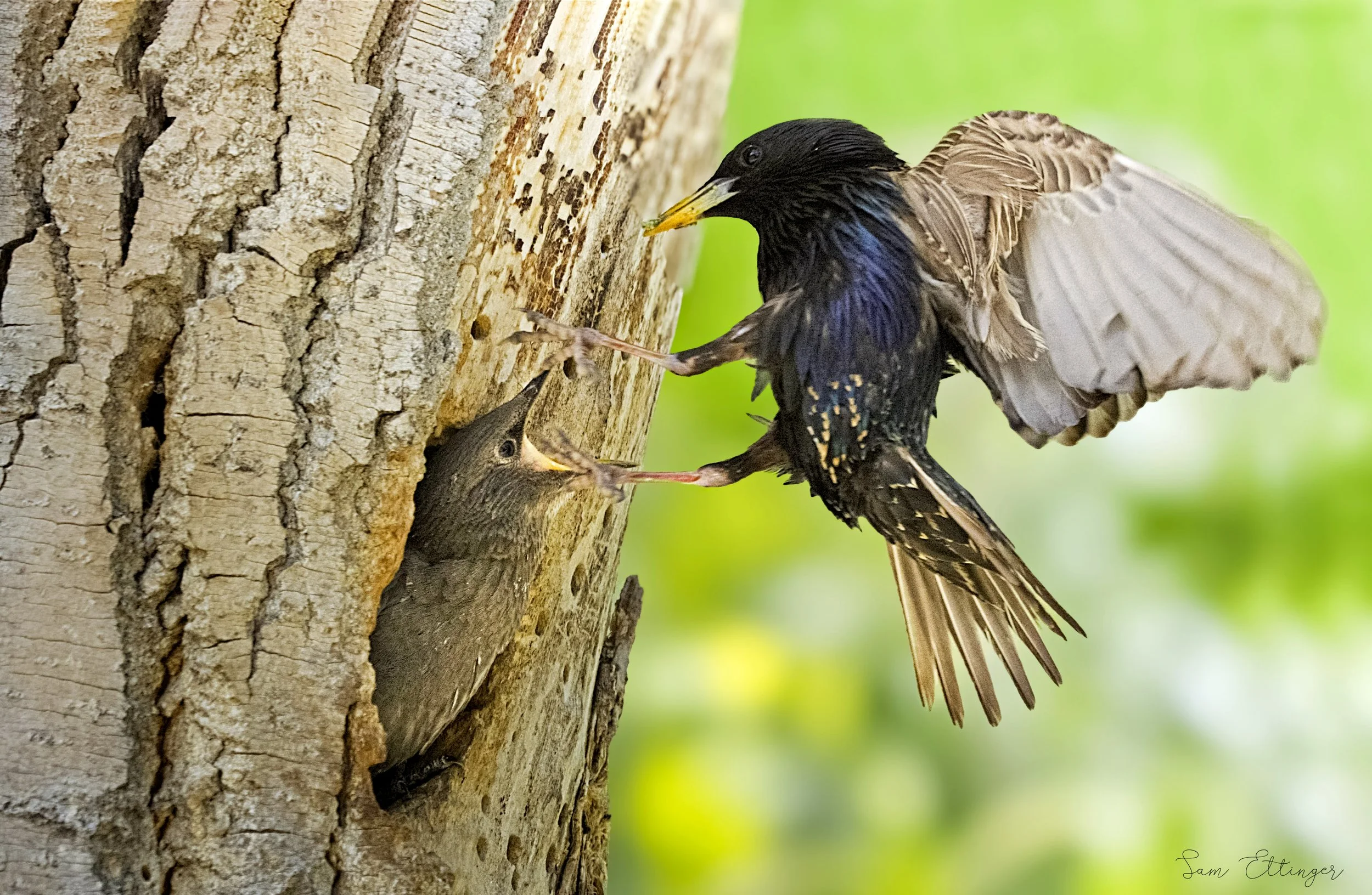 Stunning Starling coming to feed chick (1).jpg