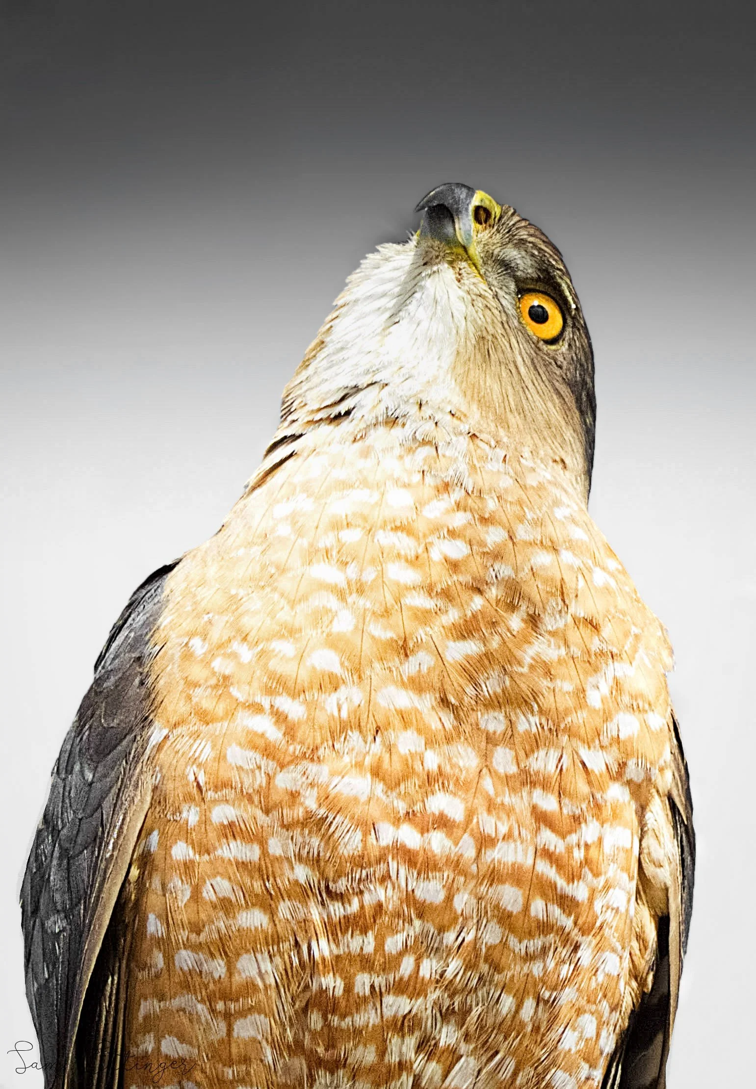 Beautiful Hawk123.jpg