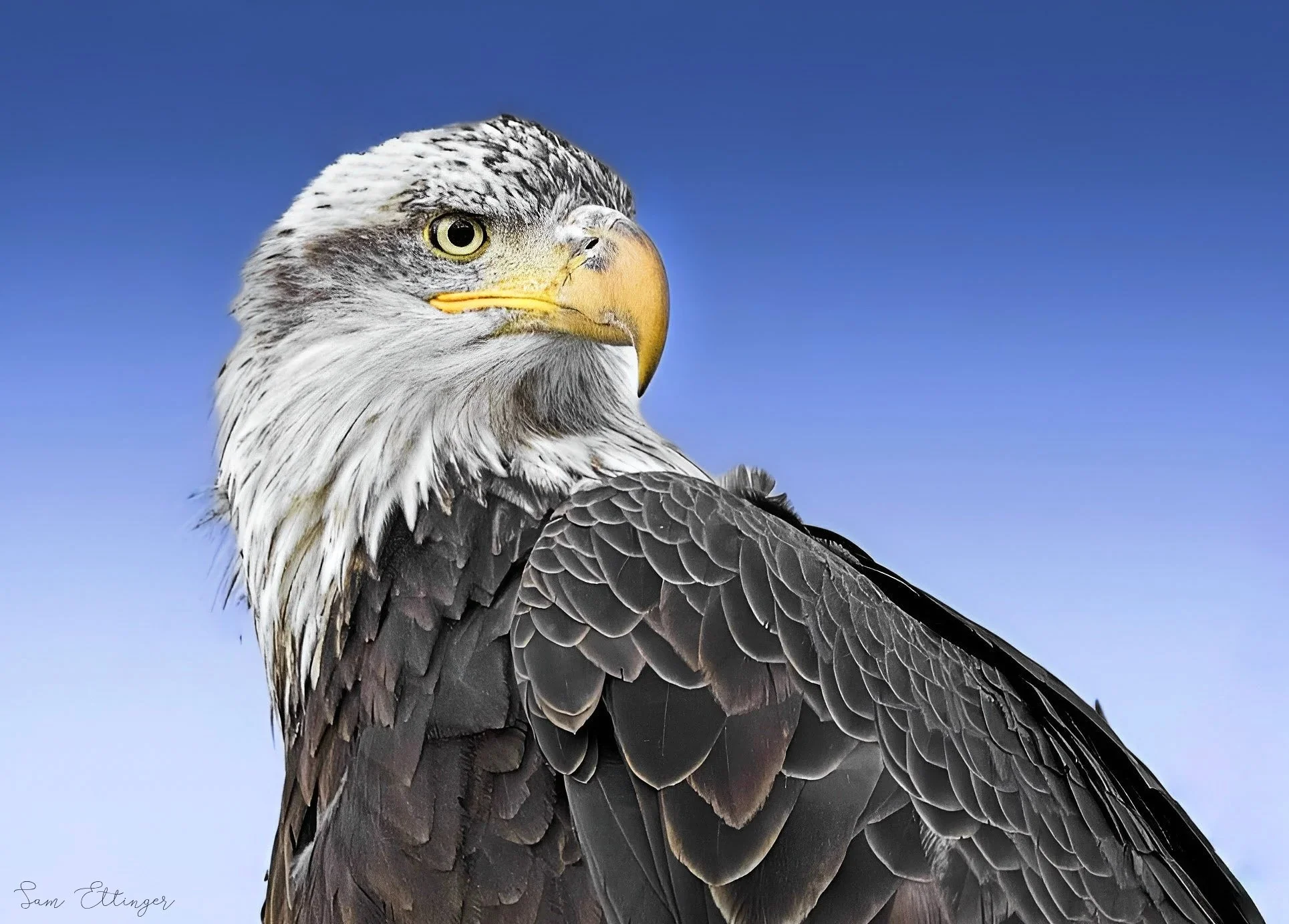 Eagle (2).jpg