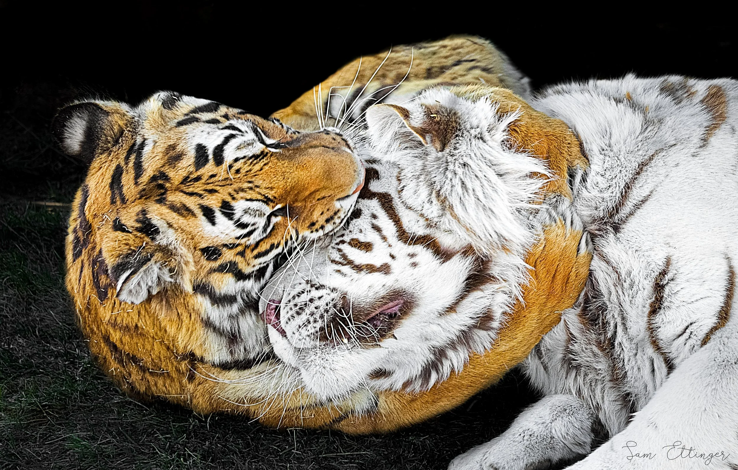 Stunning Playing Tigers1.jpg