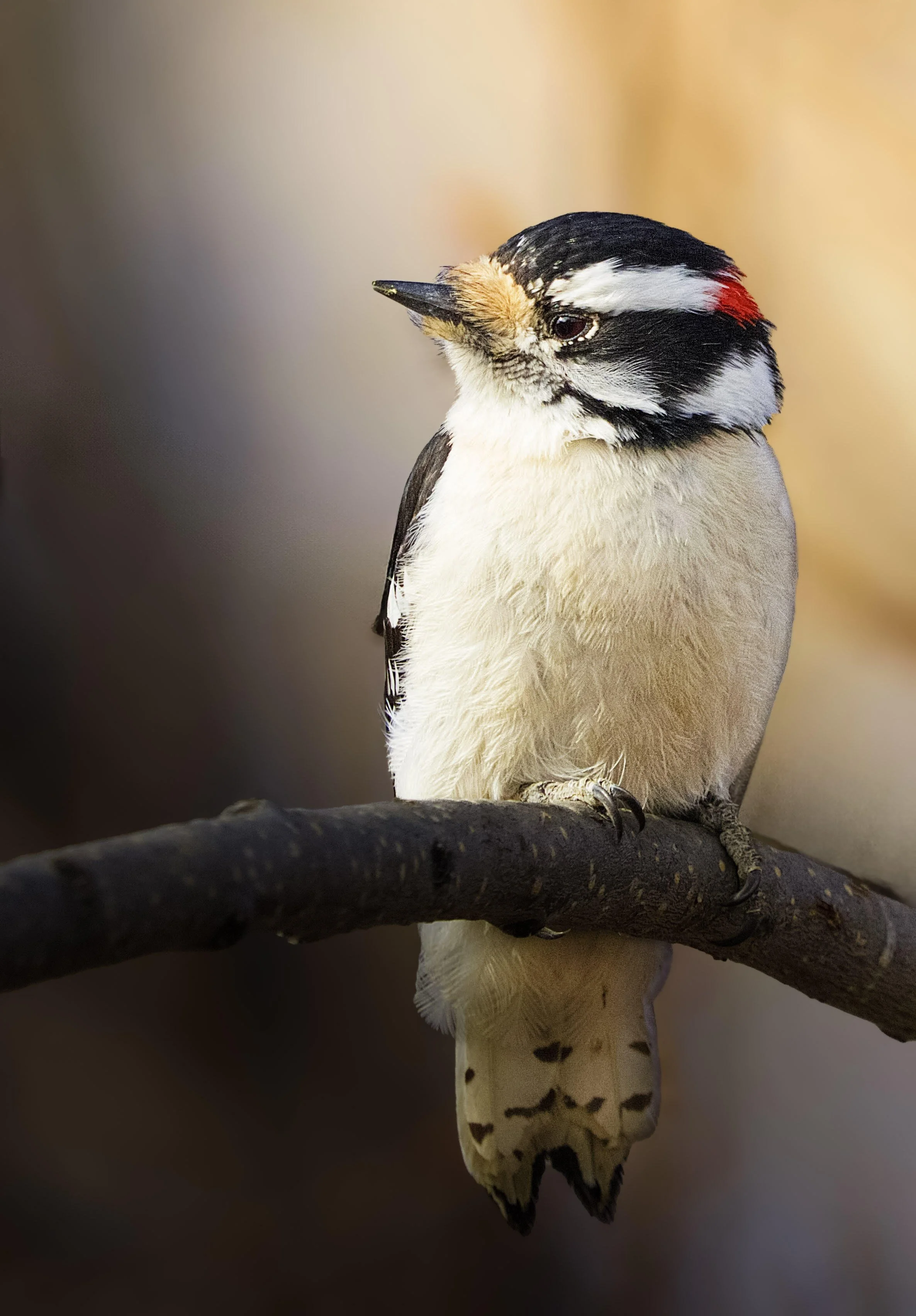 Stunning Downy Woodpecker.jpg