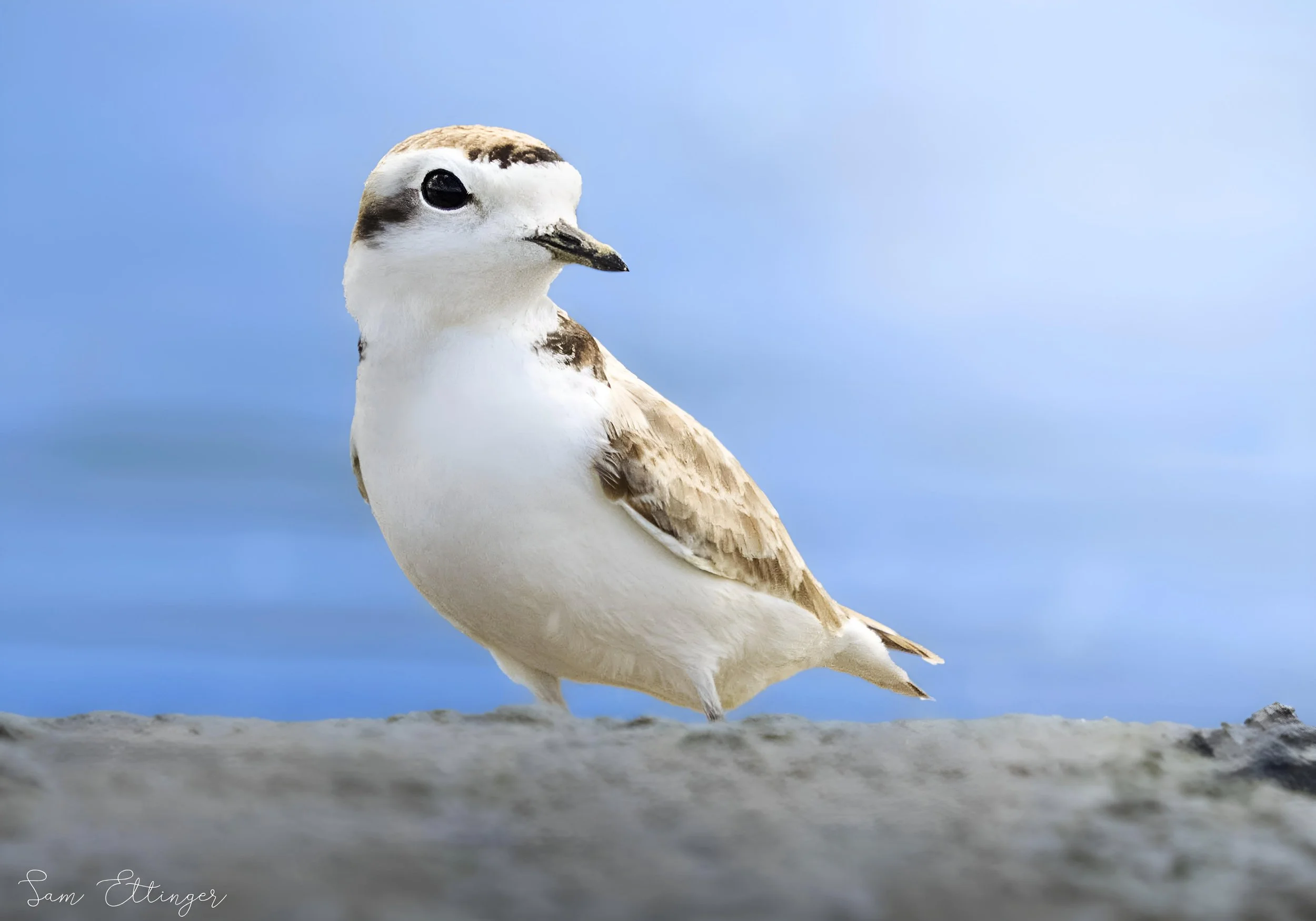 Snowy Plover.jpg