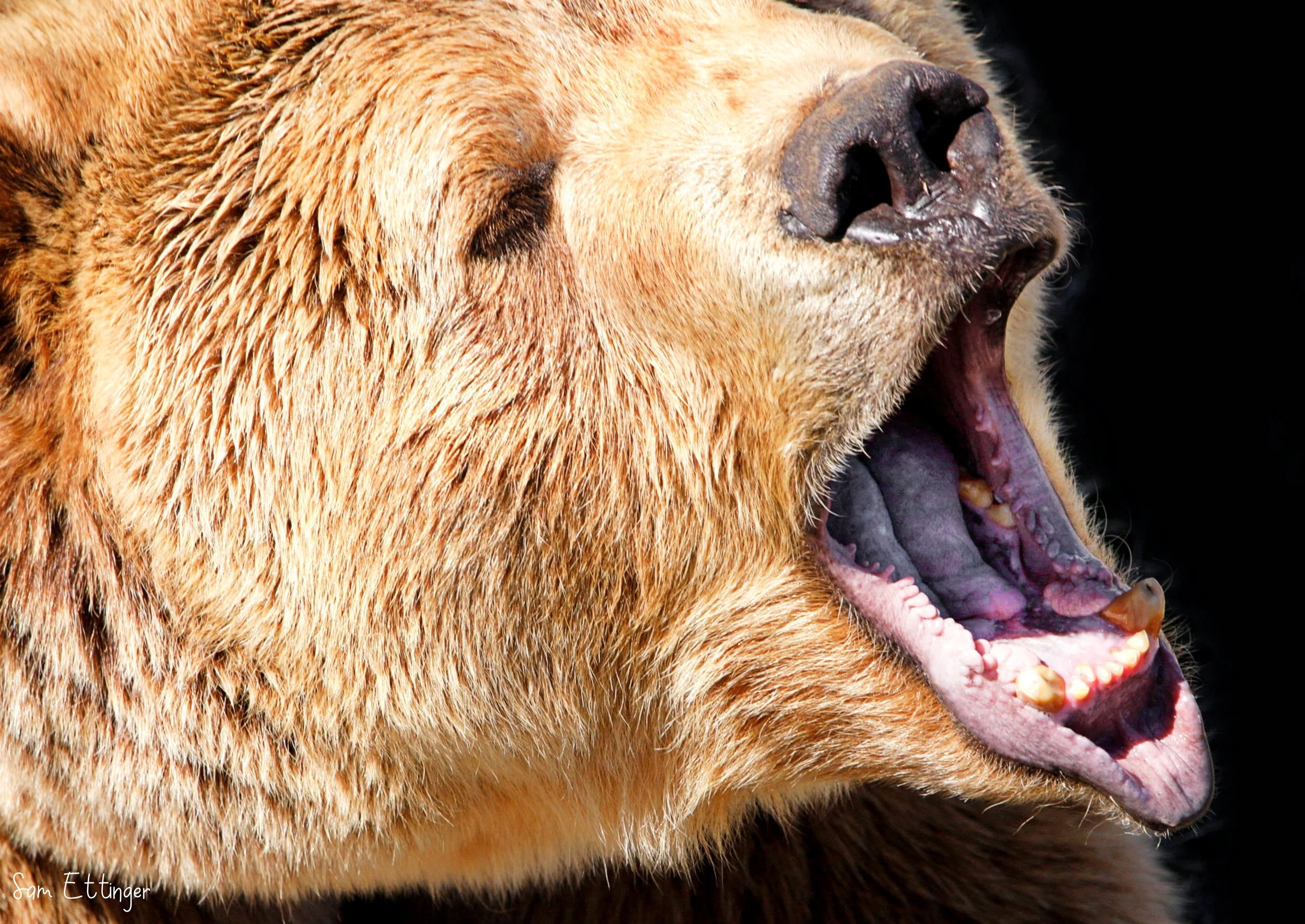 Grizzly Bear .jpg
