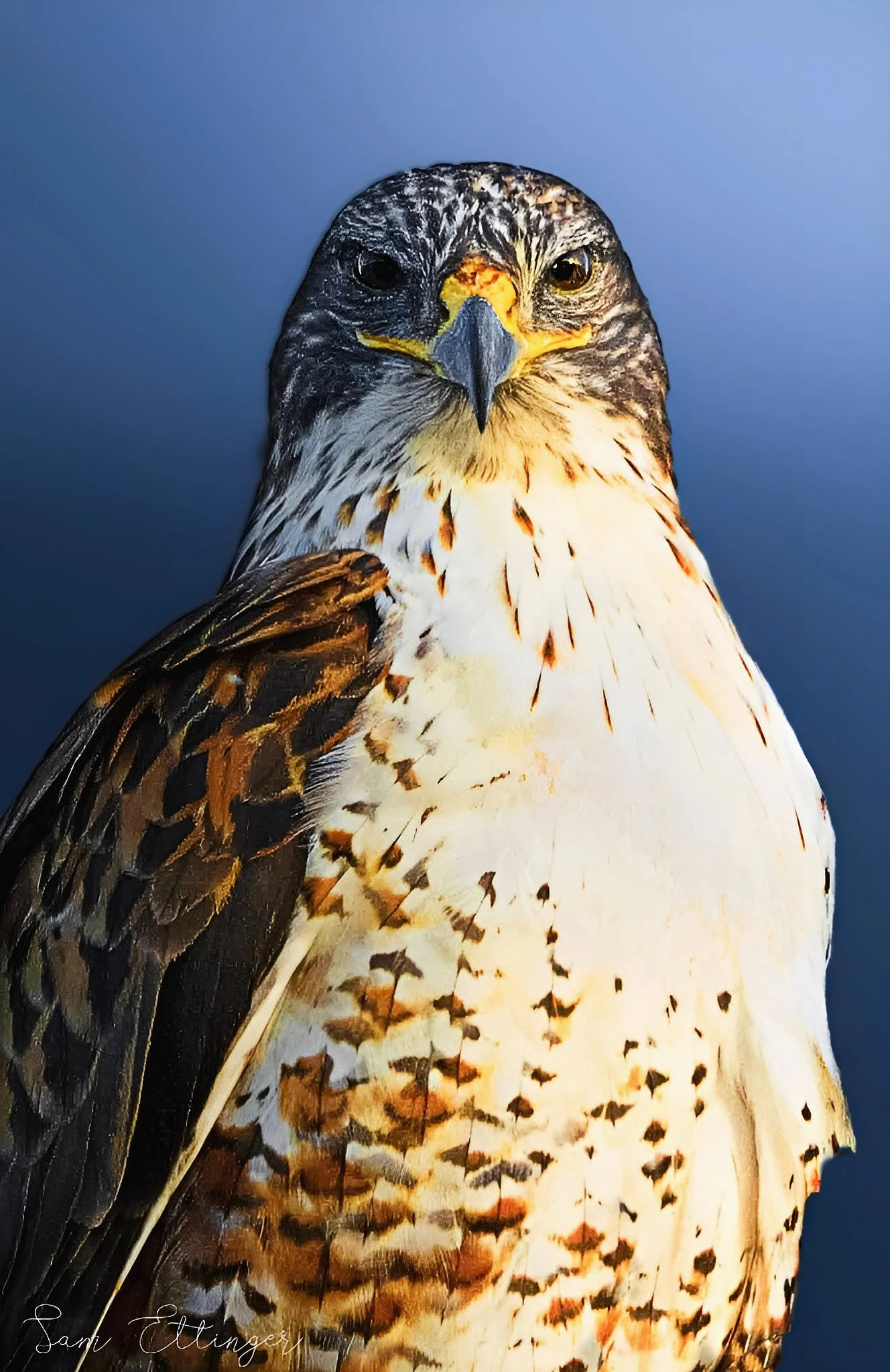 The Best Ferruginous hawk1.jpg