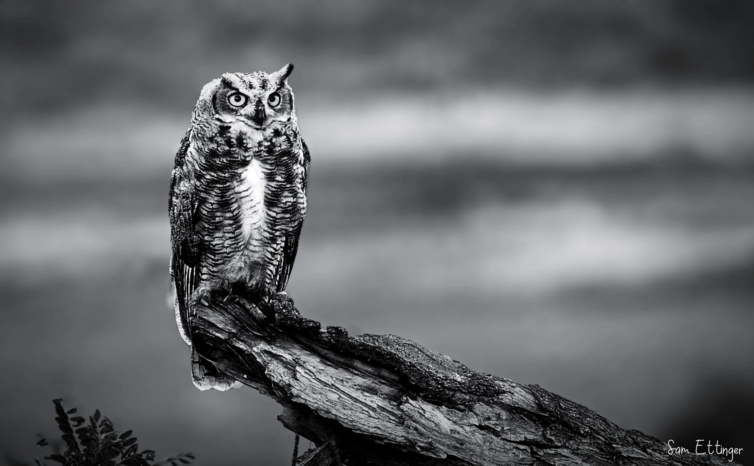 Amazing Owl 1     .jpg