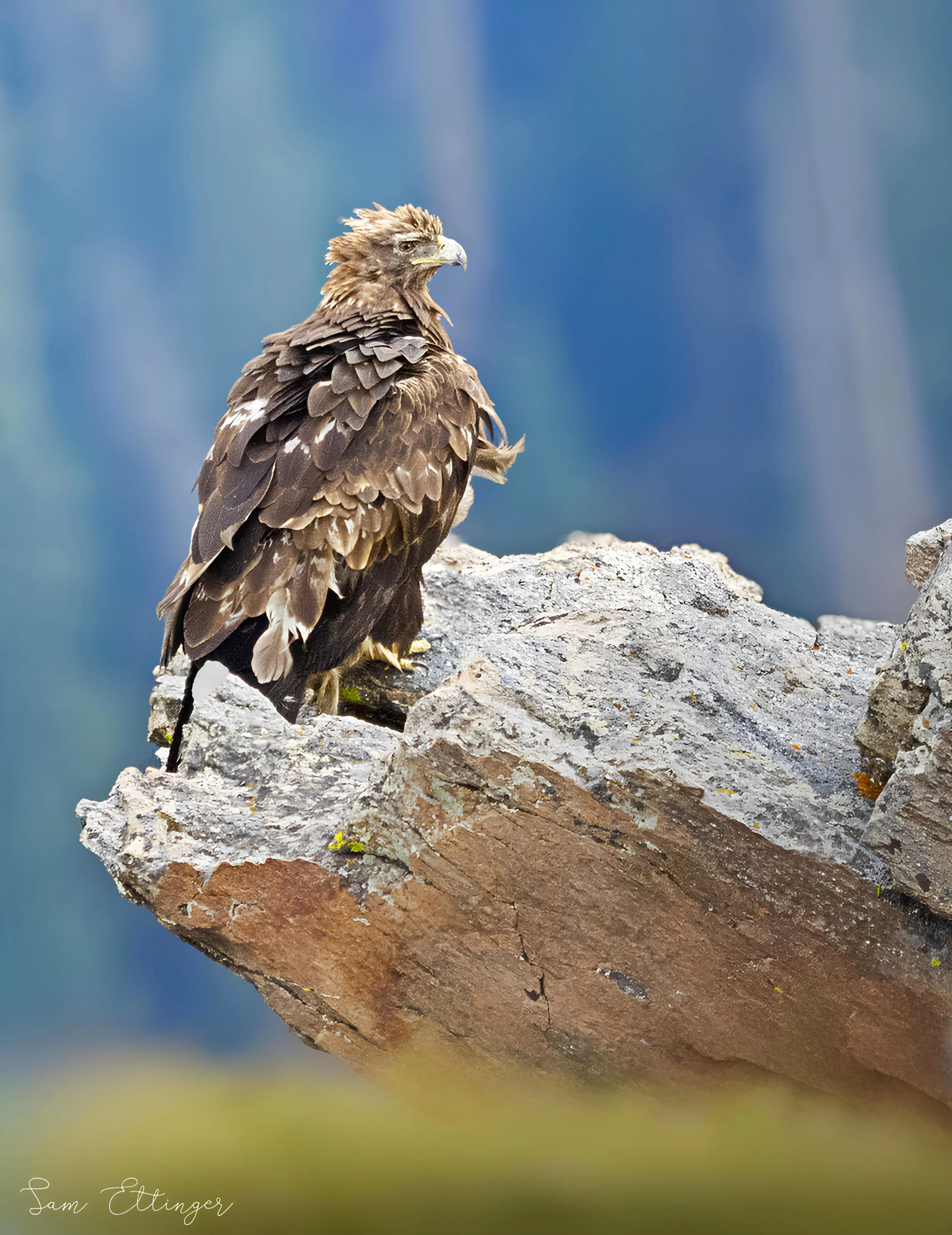 Stunning Golden Eagle (4) (1) (1).jpg