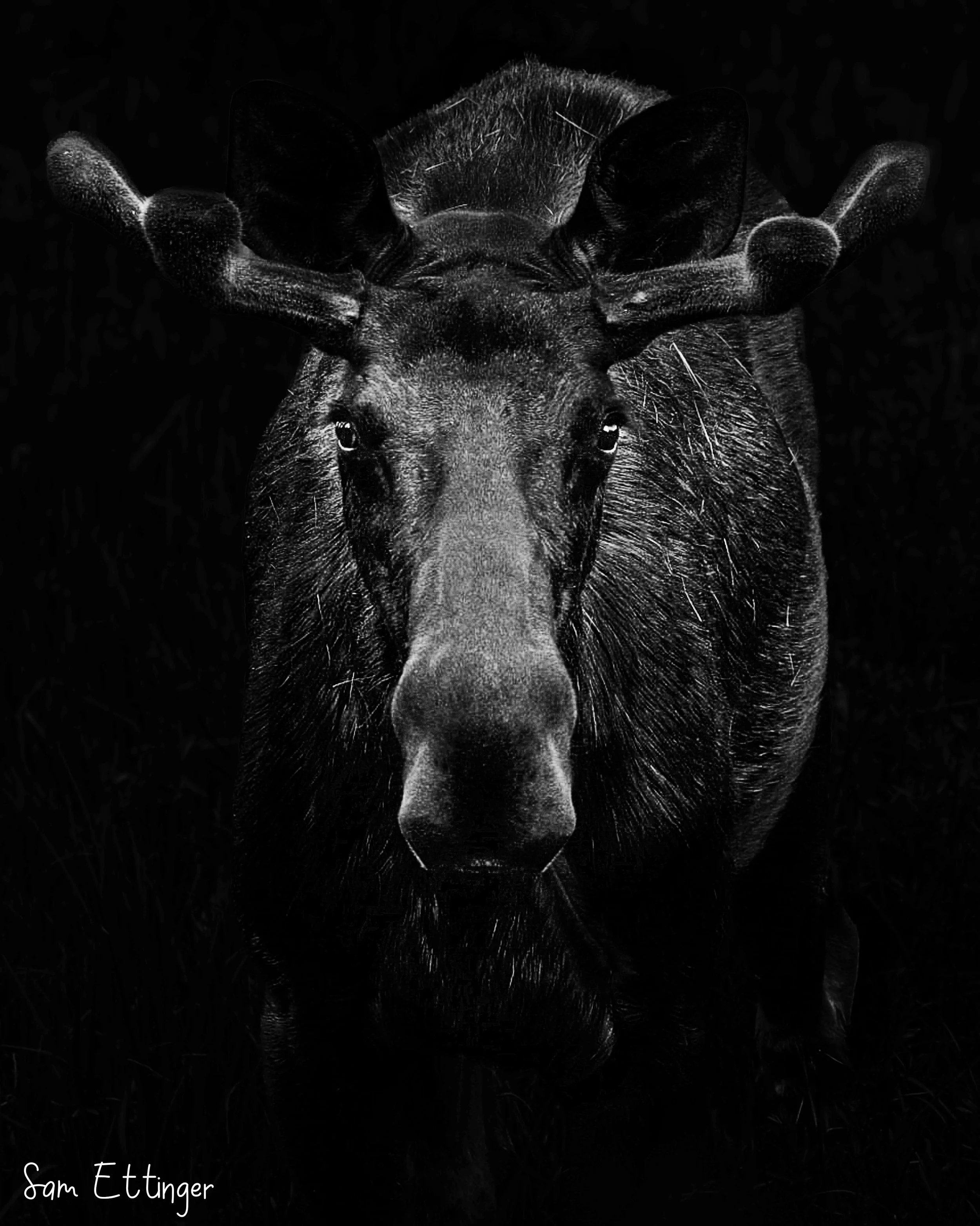 Moose beautiful .jpg