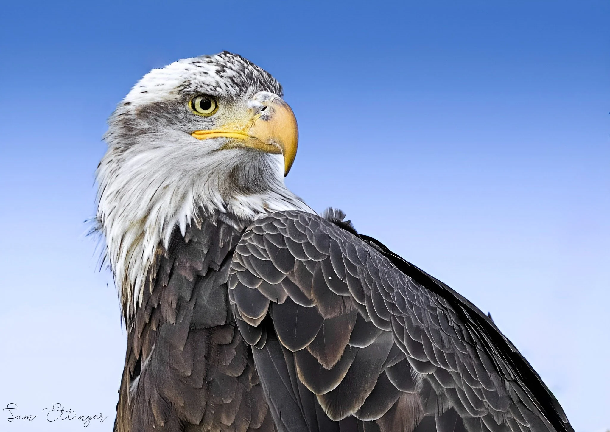 Stunning Eagle 12 s(1).jpg
