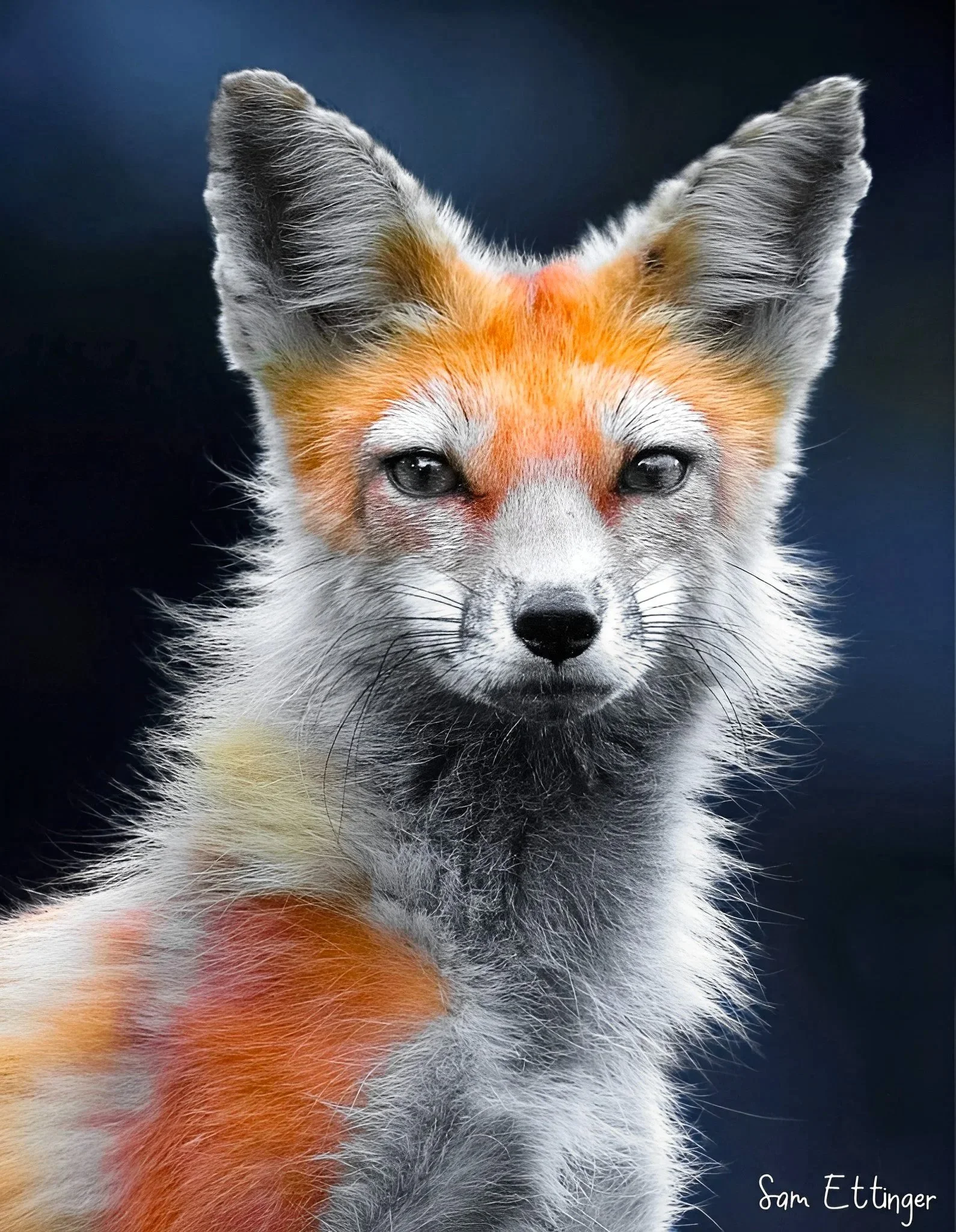 Best Fox.jpg