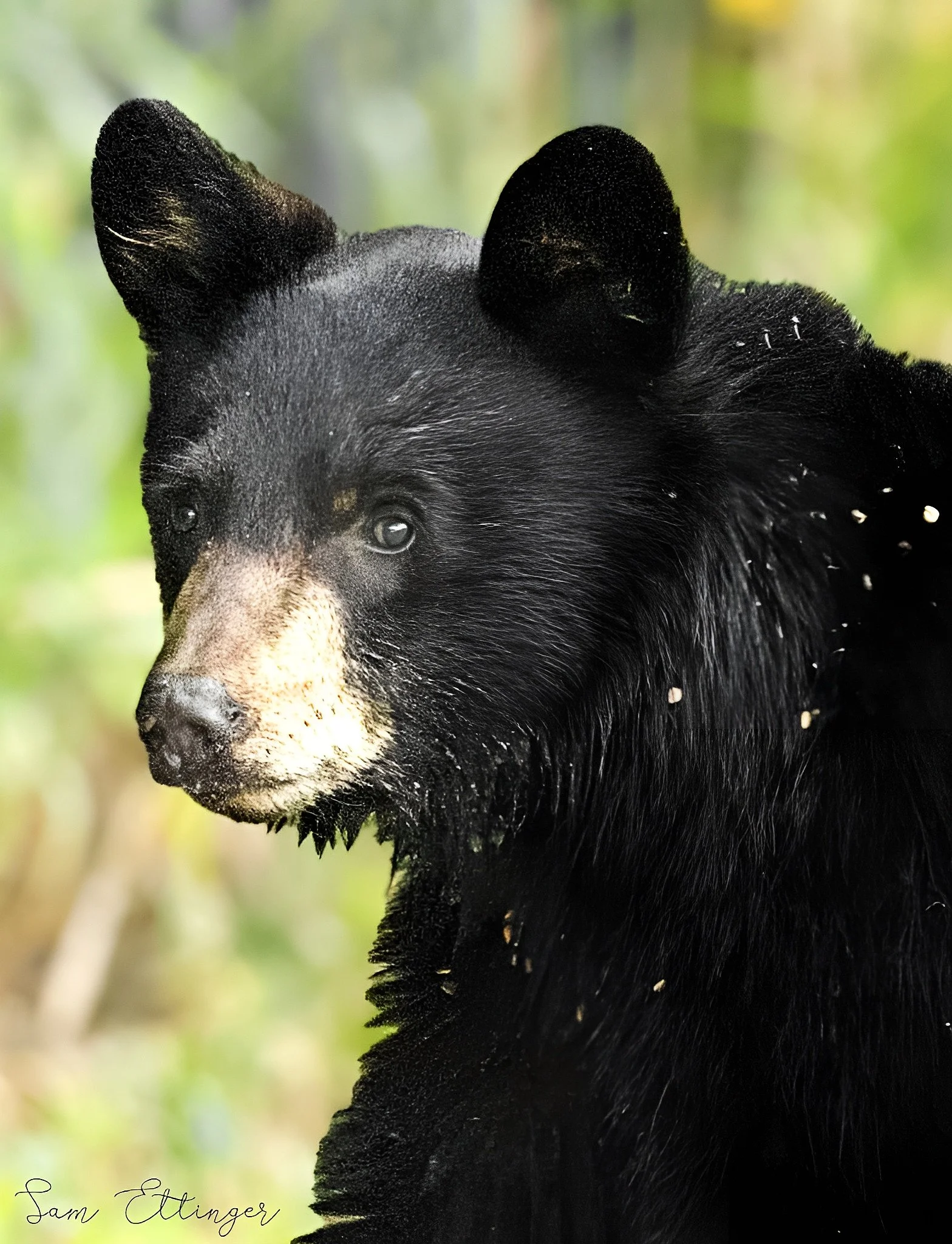 stunning Bear color(3) (1).jpg