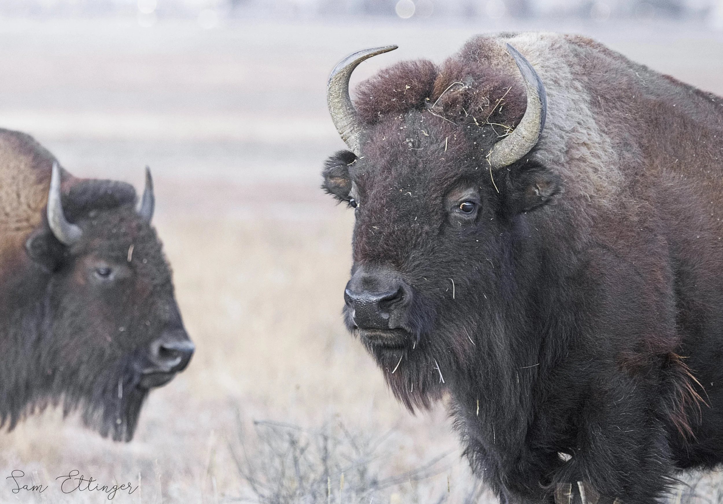 Two Stunning Bison(1).jpg