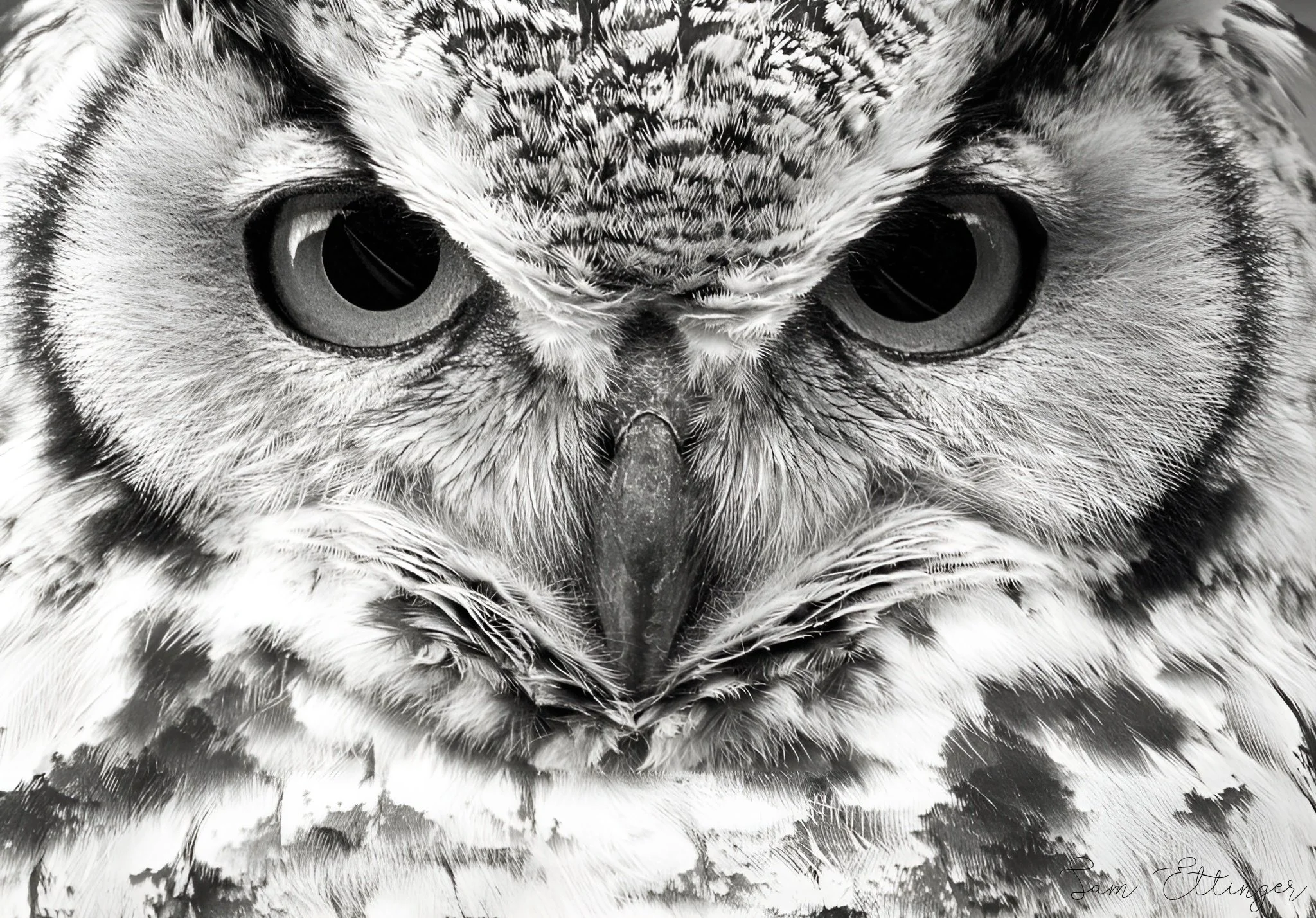 Stunning Great Horned Owl 12.jpg