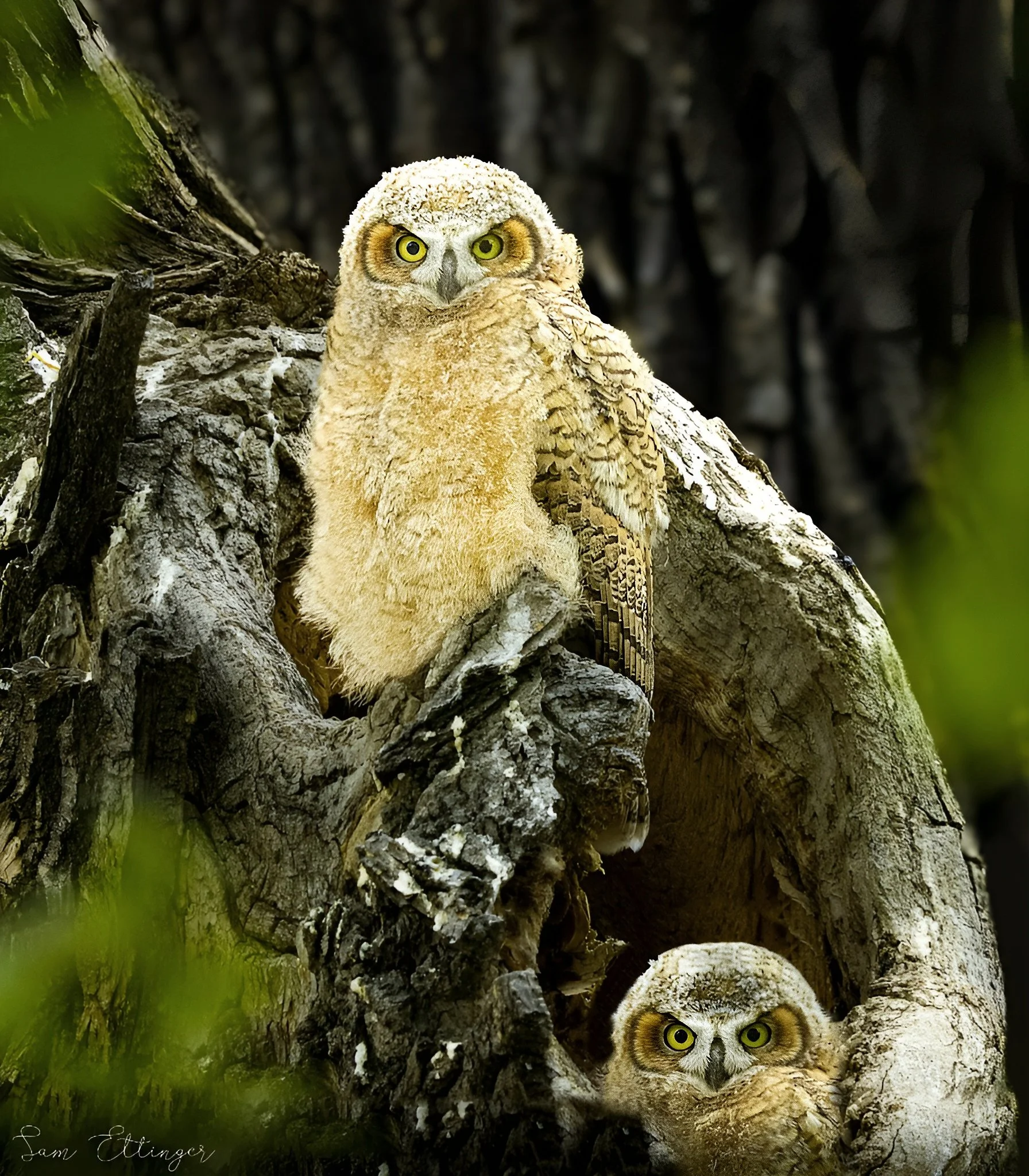 The Best Owl Chicks Together.jpg