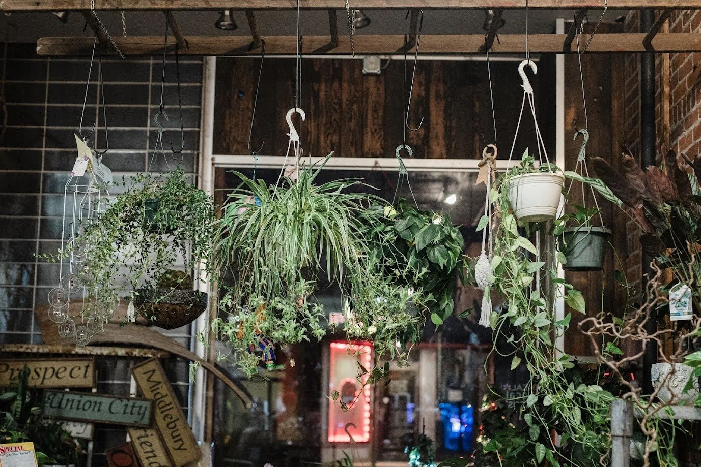 Behind Her Lenses- Solo Show. Showcased Artist, Art Installer. Terri’s Flower Shop, Naugatuck CT.