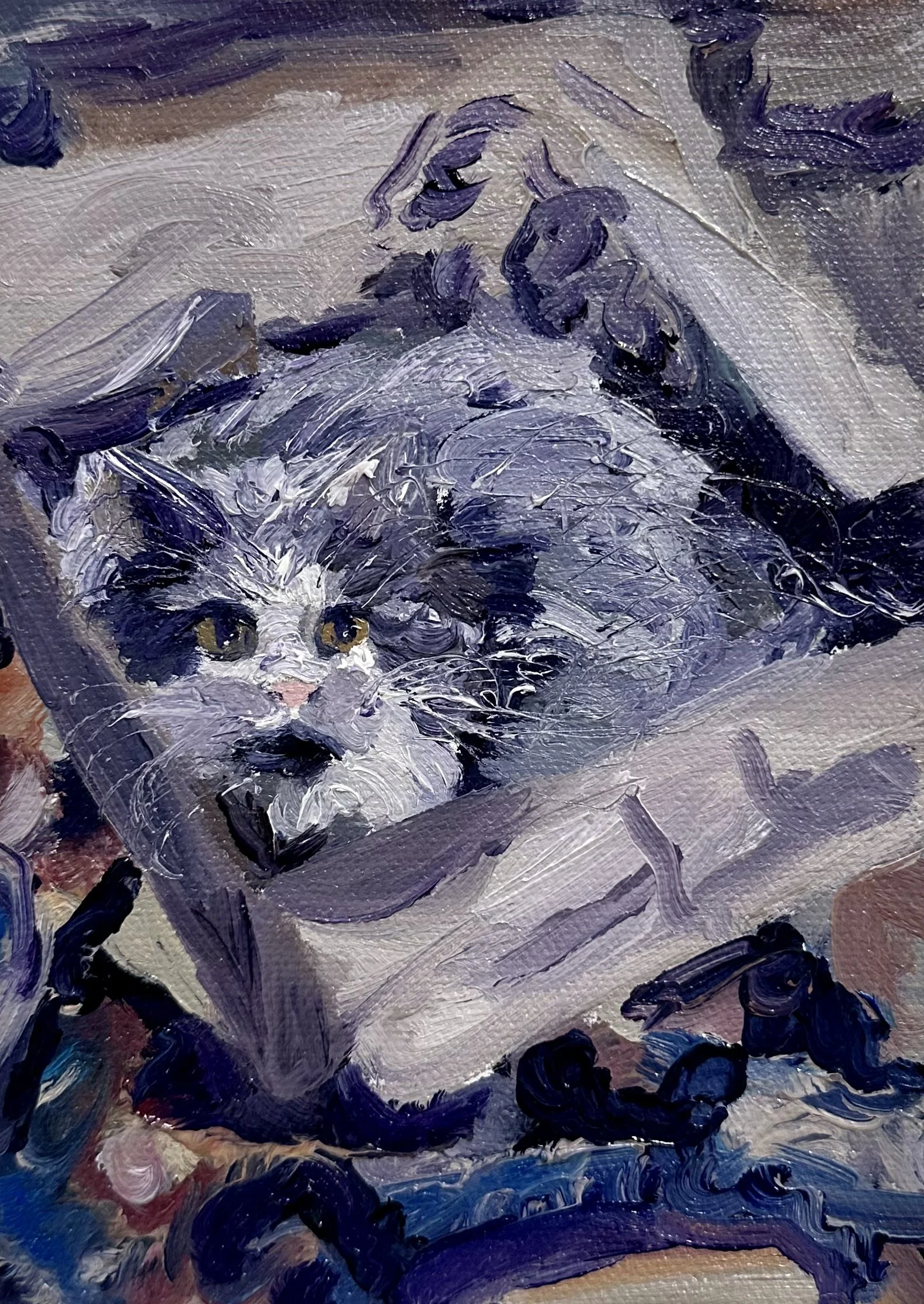 “Box Cat” 5x7 inches, oil on stretched canvas.