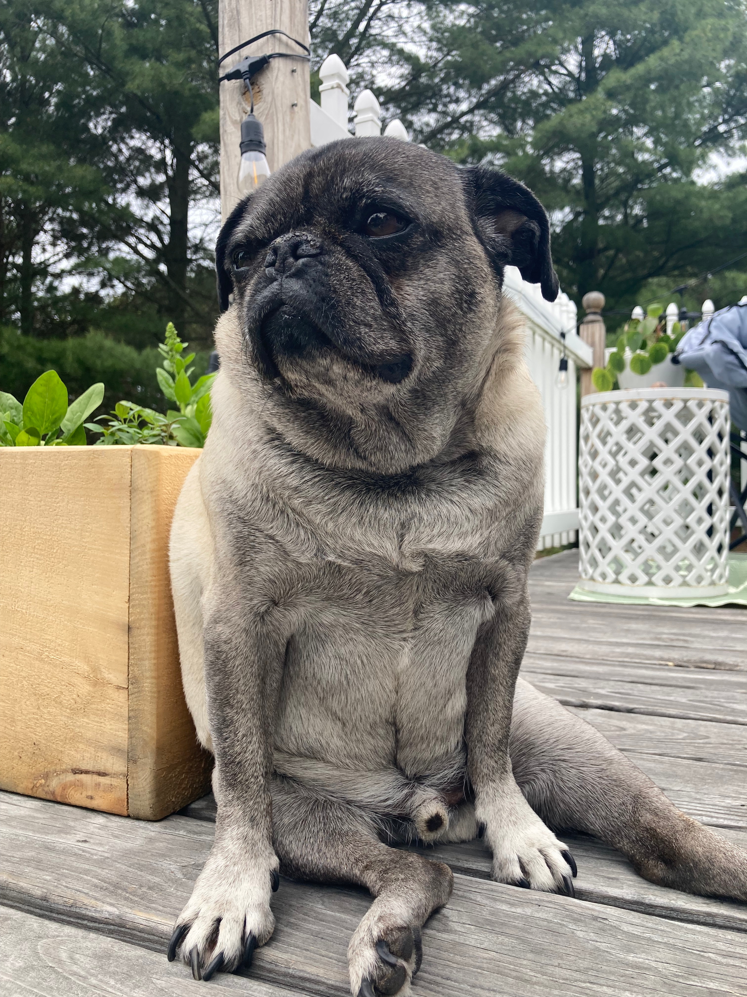A pug dog sitting on a wooden deck next to a planter box with green plants, with a white fence and trees in the background.