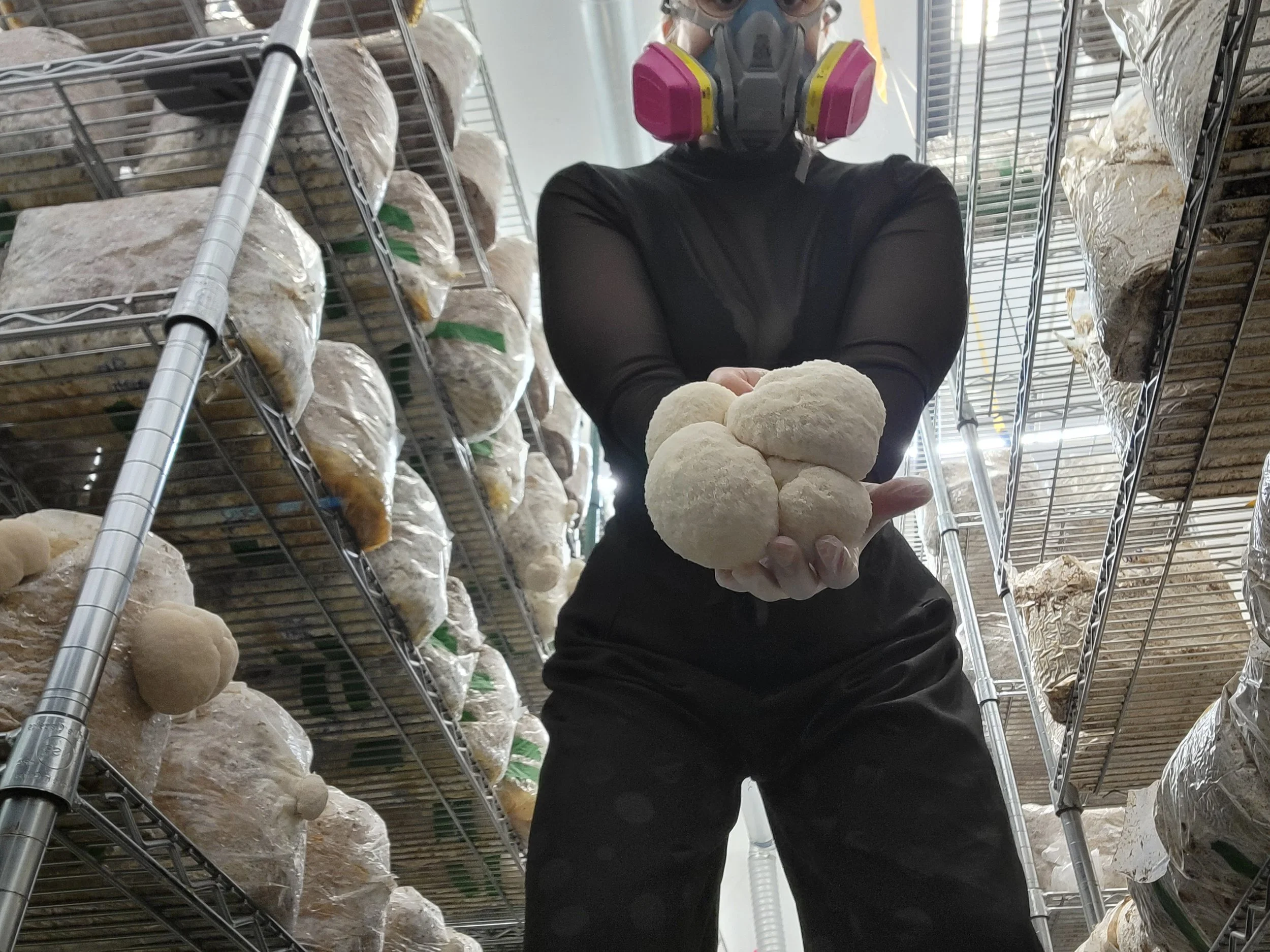 Personne portant un masque respiratoire et tenant des pains de pâte à pain dans une étagère en métal dans un environnement industriel ou de boulangerie.