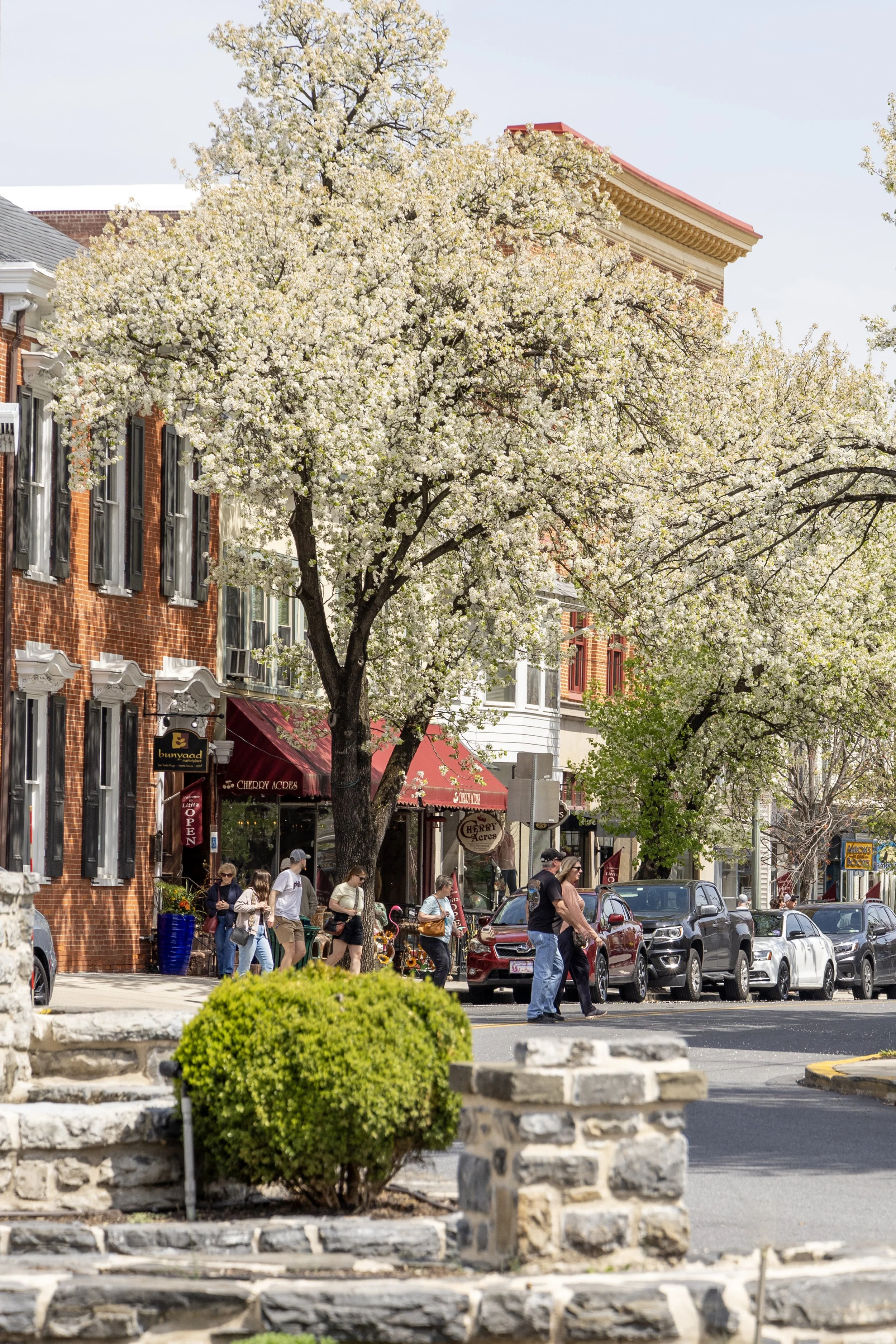 Street scene with blooming white flowering trees, parked cars, pedestrians, and historic brick buildings.