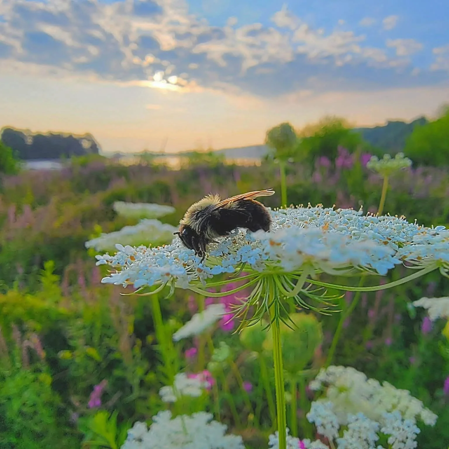 Living with Nature on Small Properties Lecture