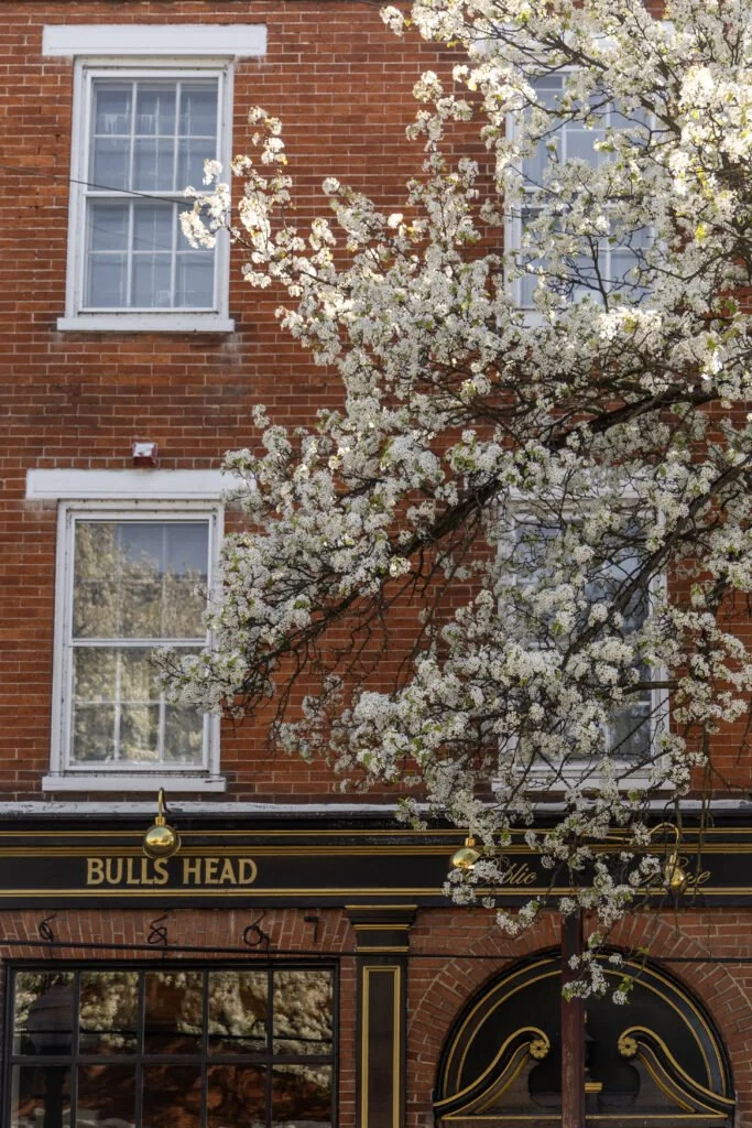 A brick building with white-framed windows and a blooming white flowering tree in front of it, with a sign that says "Bulls Head".