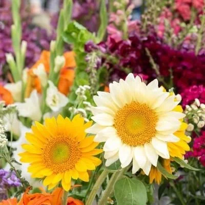 July 2025 Newsletter