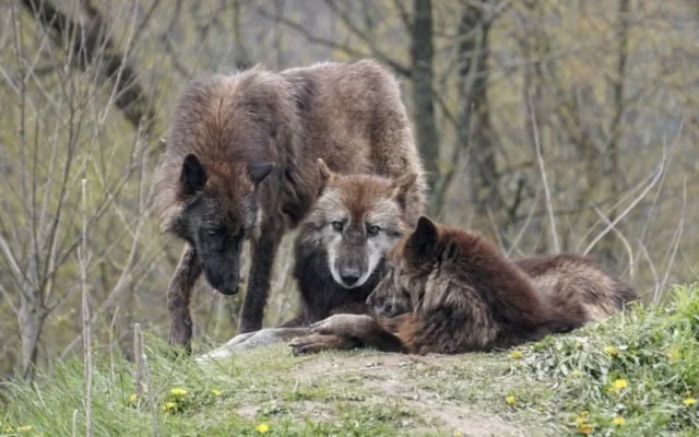 wolves-640x400.jpg