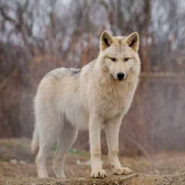 Wolf Sanctuary of PA