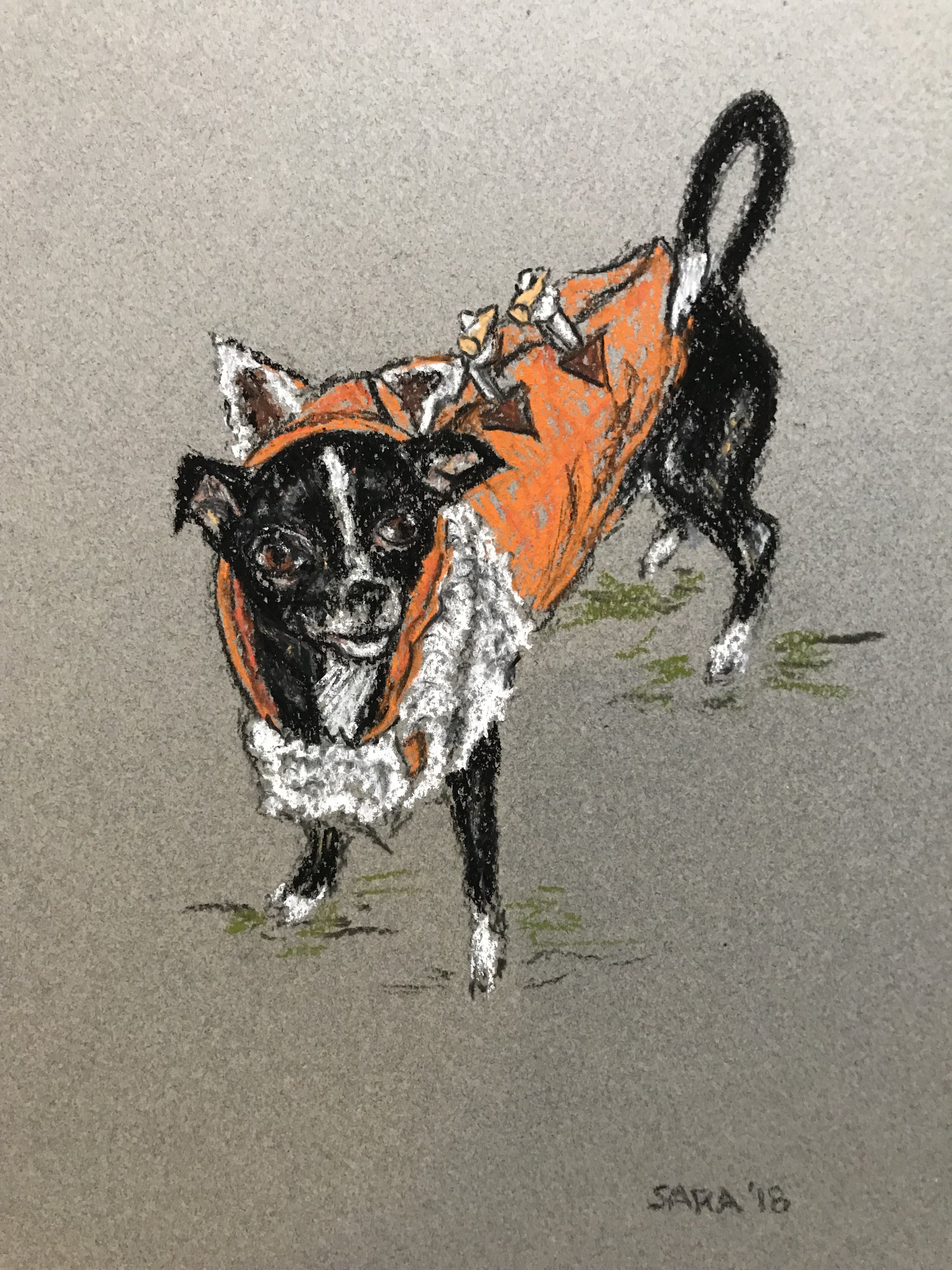 Pastel drawing of Poncho, a Chihuahua, in an orange fox coat, by artist Sara Trotter / Chroma Maison Design. 