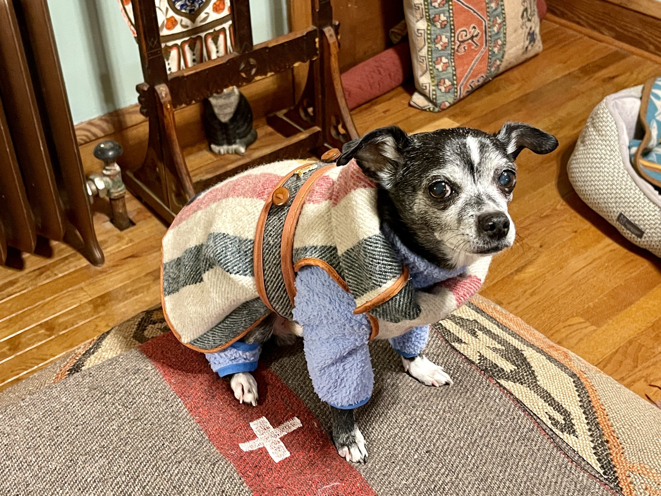 Poncho, a Chihuahua, modeling his hand-made wool Pendleton coat and Little Beast onesie, made with love for him by Sara Trotter.