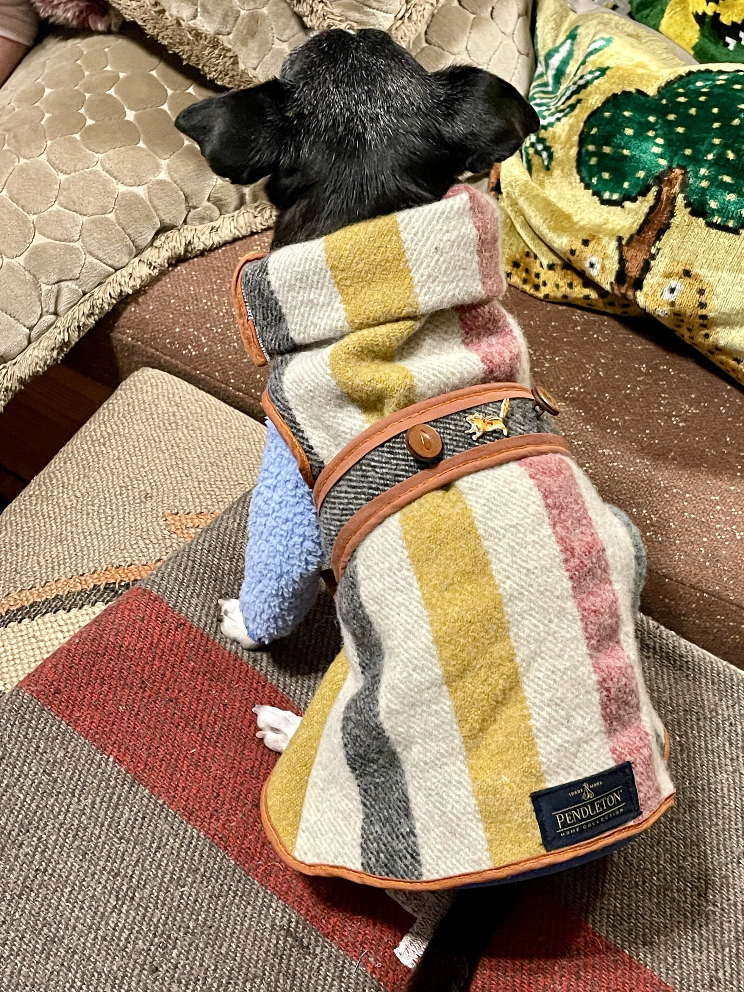 Poncho, a Chihuahua, modeling his hand-made wool Pendleton coat and Little Beast onesie.  Showcasing the details of a belt with leather buttons and squirrel on the back, made with love for him by Sara Trotter.
