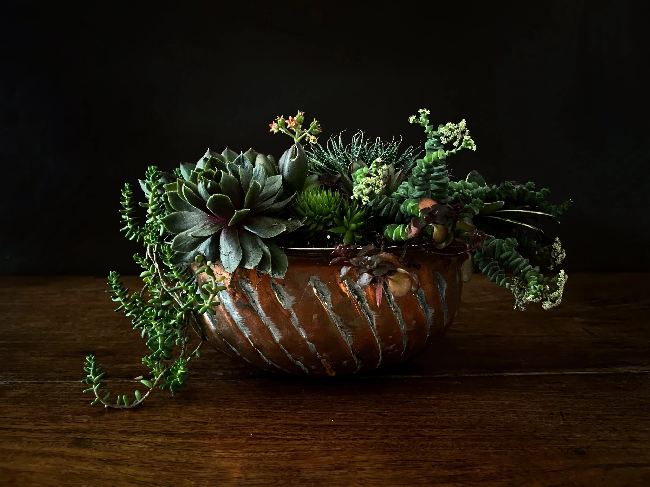 Succulent plants arranged in an antique copper and tin bowl on a wooden surface against a black background.