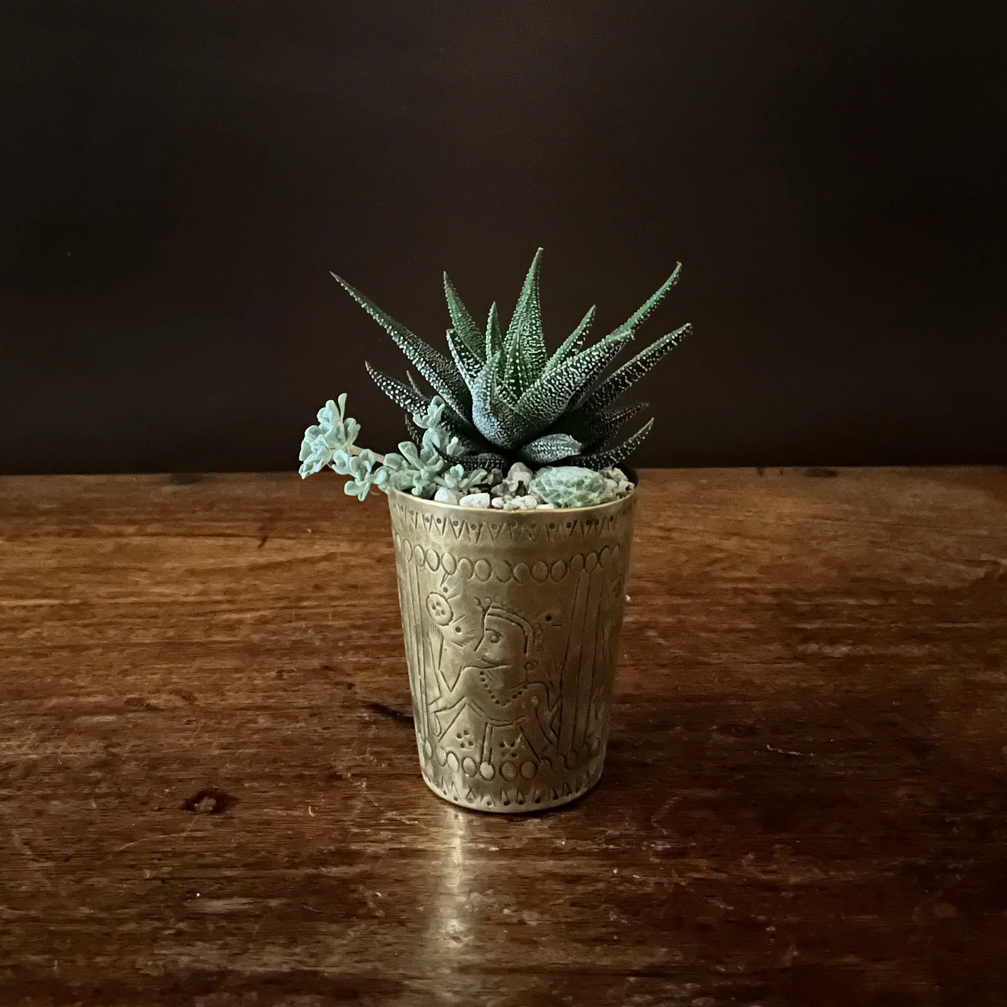 Potted succulent in decorative planter on wooden surface against dark background.
