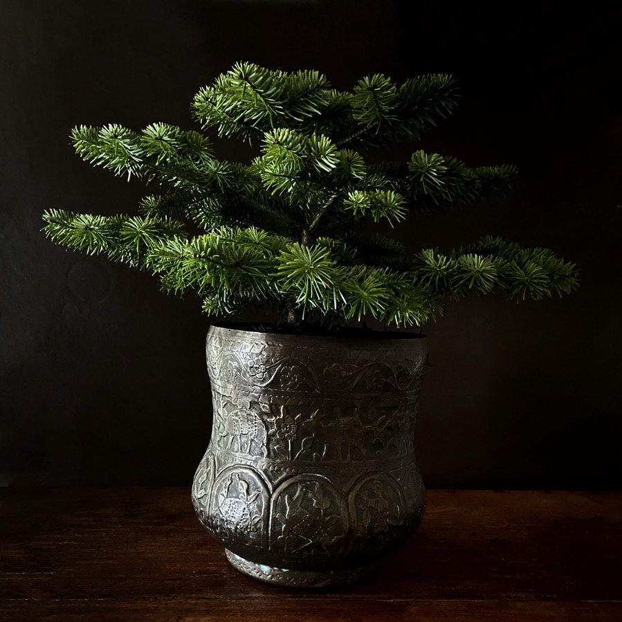 Small Nordmann fir tree in a bronze antique pot on a dark wooden surface against a dark background.