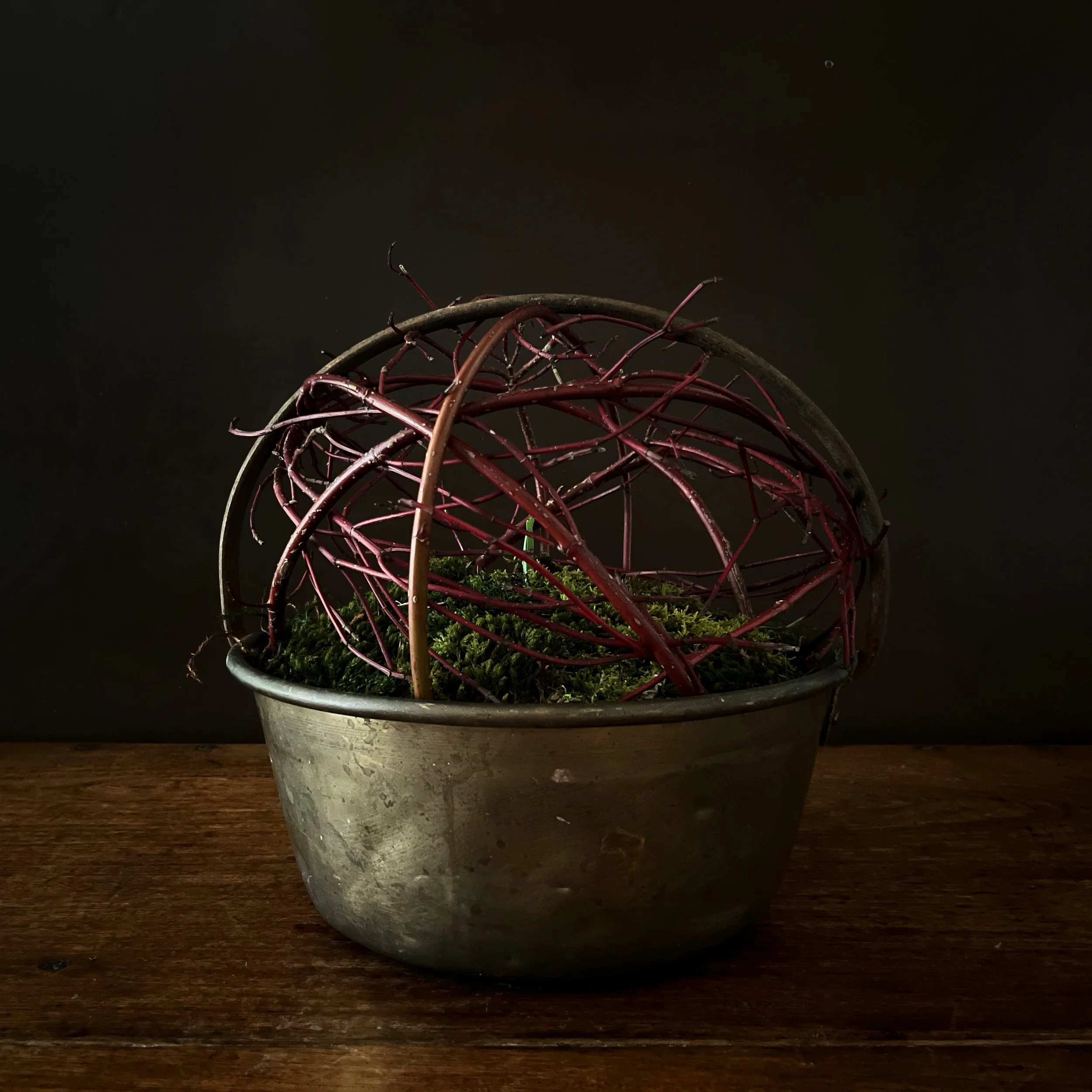 Festive display in antique Brass jam pan with moss, tangled red dogwood and paperwhite narcissi on a wooden surface against a dark background.