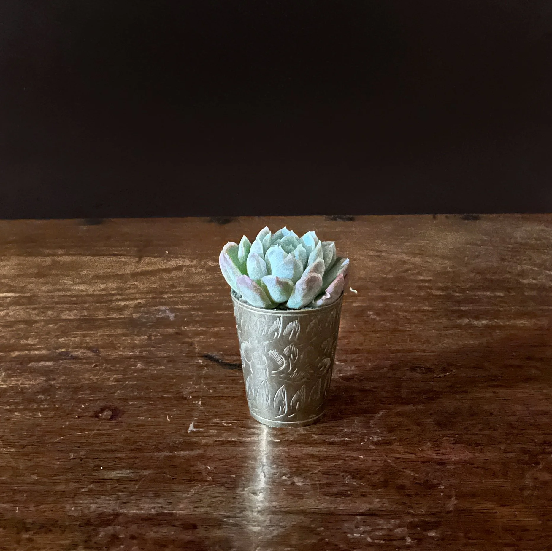A small succulent plant in a decorative silver pot, placed on a wooden surface against a dark background.