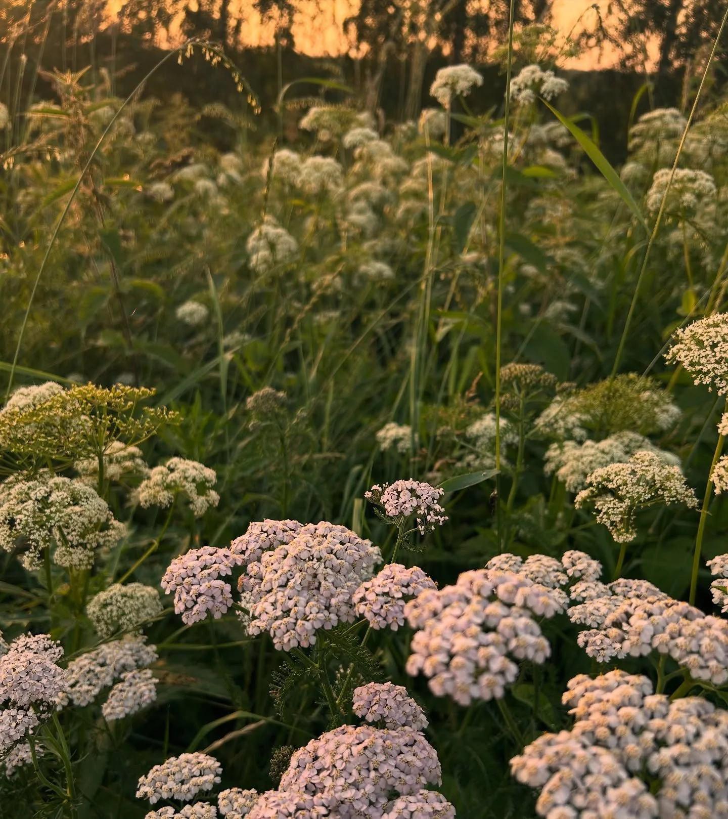 AH joulukuu! 
Pimeyden ja harmauden keskell&auml; minussa paistaa sis&auml;inen aurinko.☀️
N&auml;in&auml; aikoina matkustelen mieless&auml;ni kes&auml;&auml;n, tuoksuihin, valoon, olen ELOSSA!

AH joulukuu!
Pimeyden ja harmauden keskell&auml; minua 