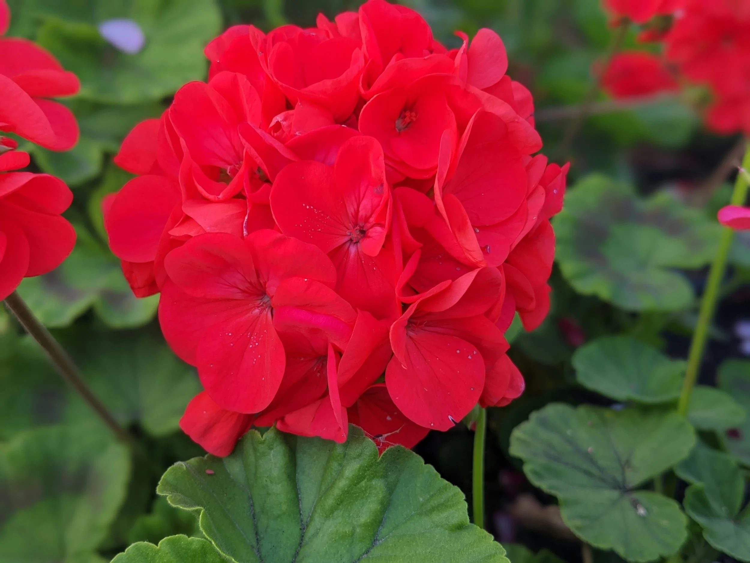 Geraniums (4.5 in pot)