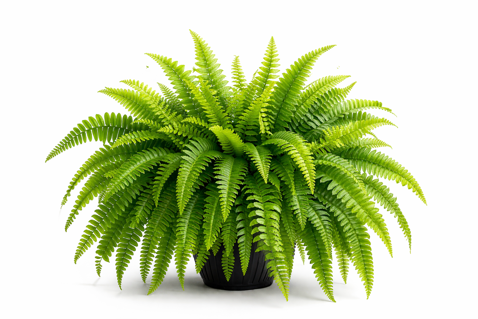 Boston Fern