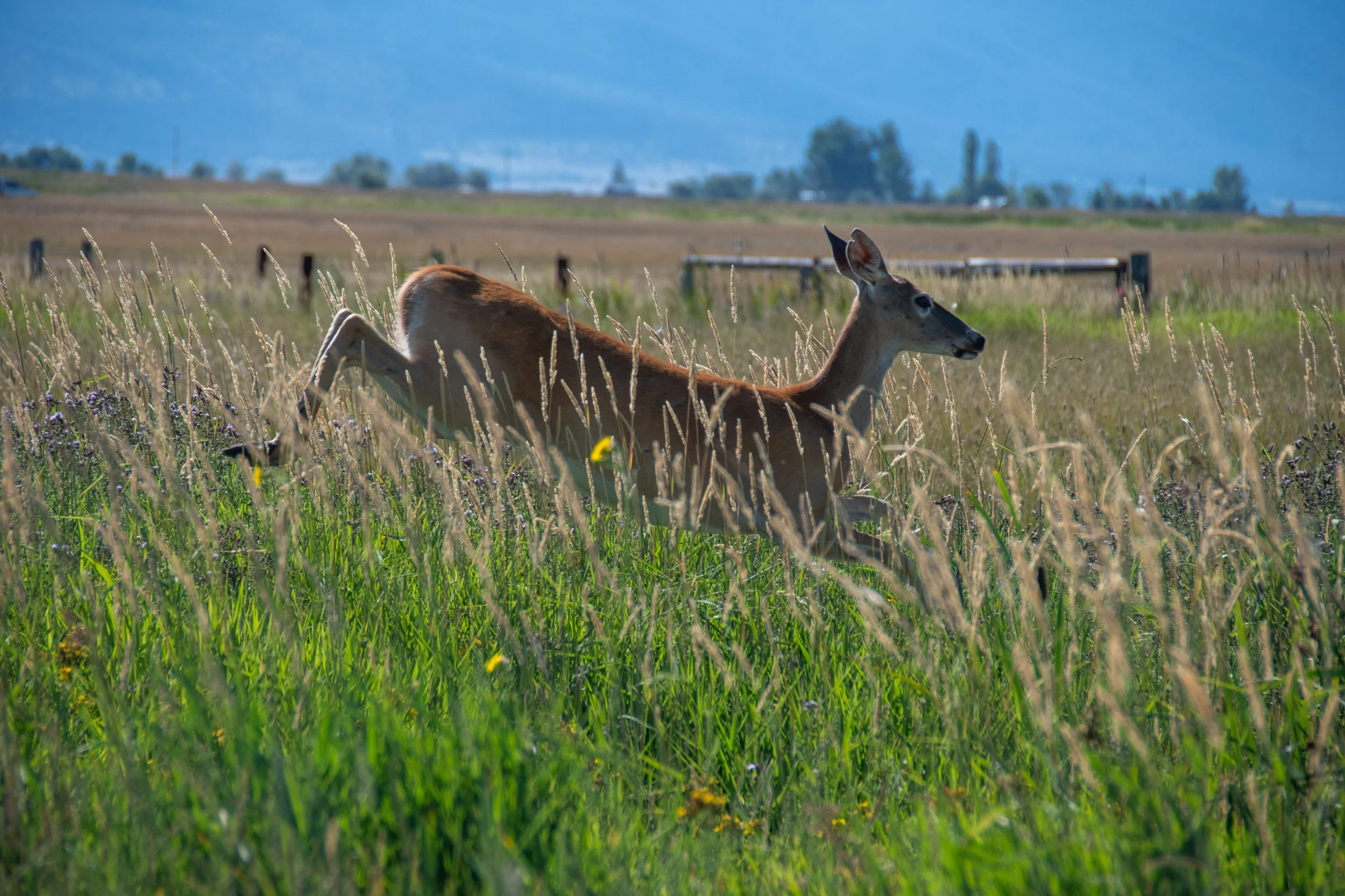 DSC_0030.jpg