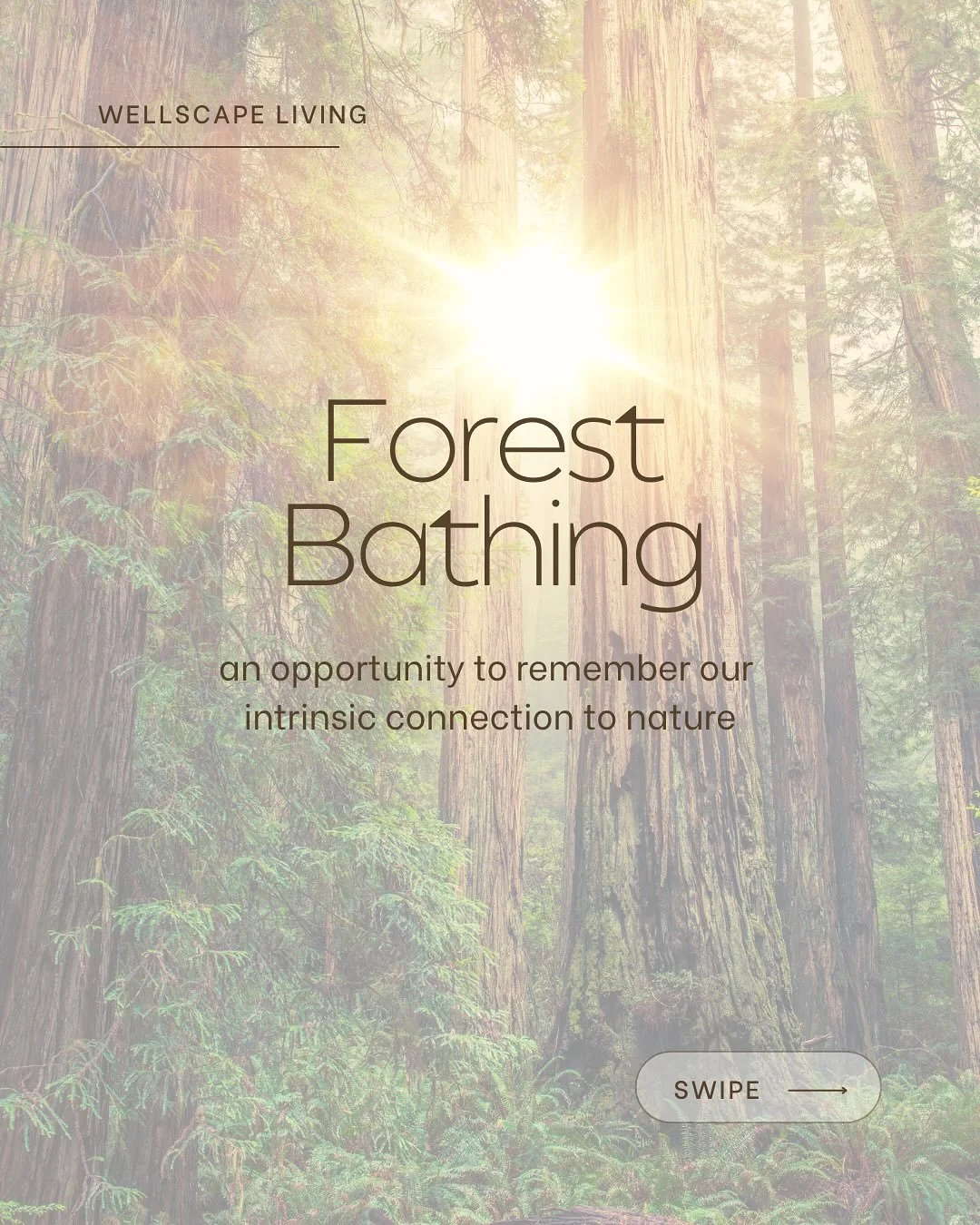 Forest Bathing - what it is and why we are beyond excited to share it with you as part of our Embody Nature experience. Interested in learning more or have questions? Reach out to us - we&rsquo;d love to connect with you! 

Link in bio for details an