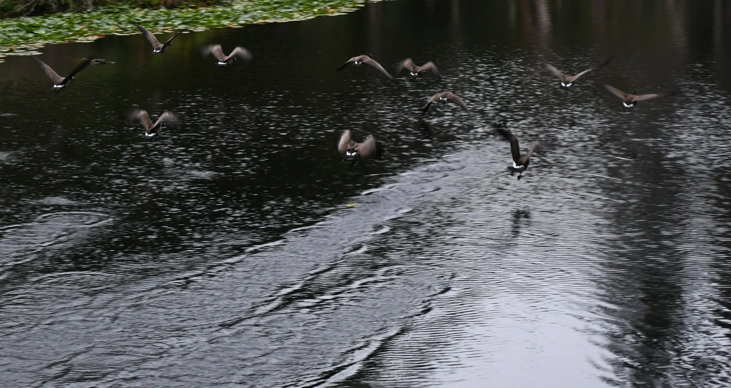 Geese in Flight 3.jpg