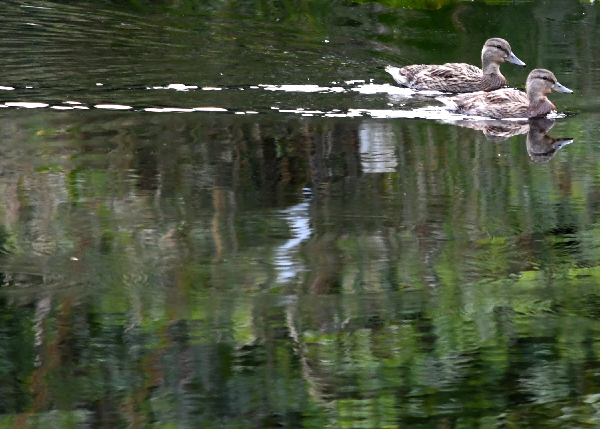 Ducks Swimming 2.jpg